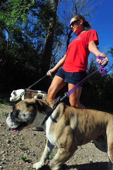 MINOT, N.D. -- Airman 1st Class Jessica McConnell, 5th Bomb Wing public affairs journalist, walks two english bulldogs staying at the Souris Valley animal shelter here, July 22. The Souris Valley animal shelter is boarding pets at the North Dakota State University Extension Center, and encourages anyone who had to evacuate due to recent flooding, to board their pet and not leave them behind. (U.S. Air Force photo/ Senior Airman Jesse Lopez) 