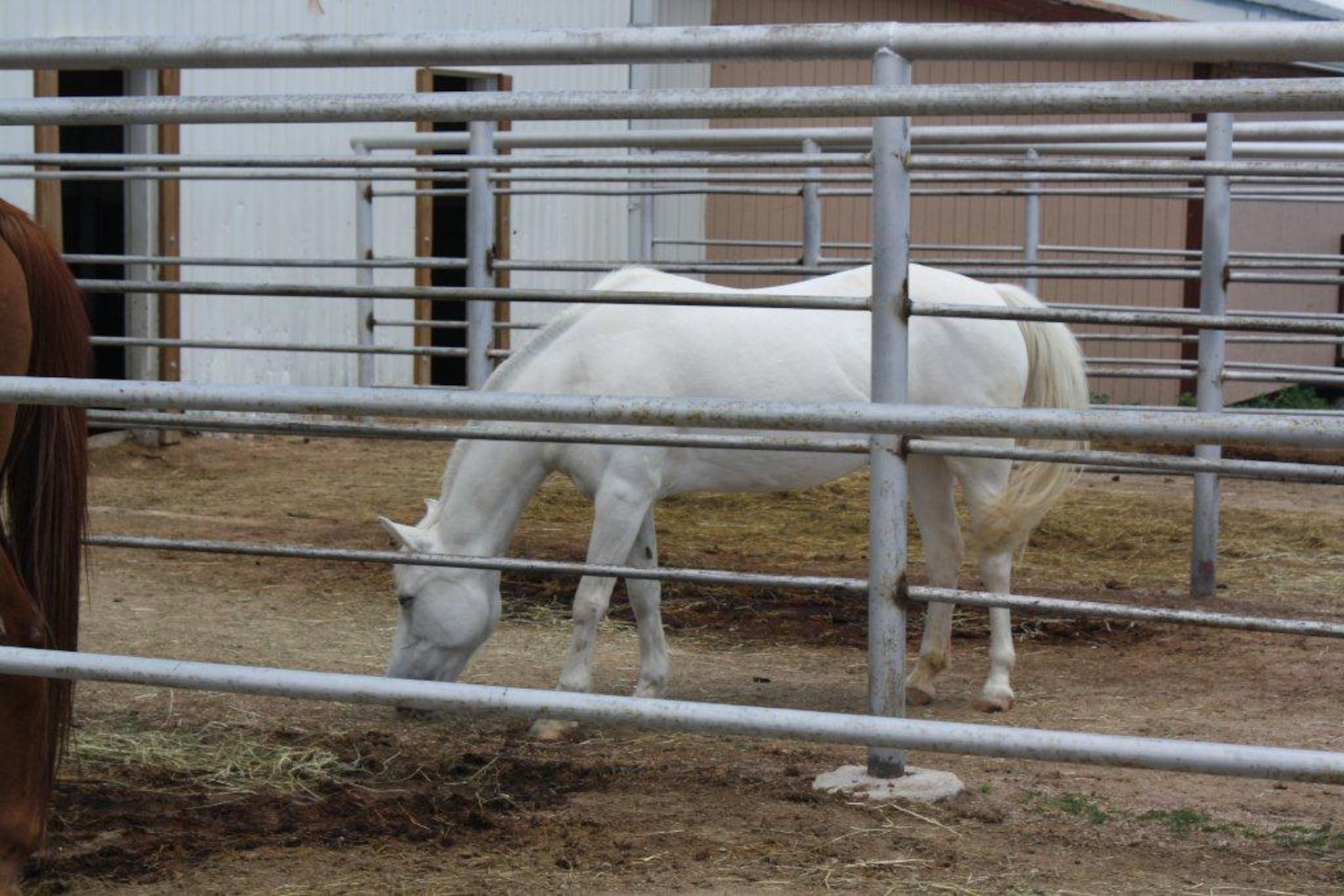 One of many horses at the Pikes Peak Therapeutic Riding Center in Elbert, Colo., which strives to enhance the quality of life for people with disabilities, special needs and disabled veterans through equine assisted activities and therapies. Airmen and Department of Defense civilians volunteered with PPTRC after learning the center had lost their resident ranch hand, leaving repairs, maintenance, clean up and daily chores to the regular volunteers. (Courtesy photo)