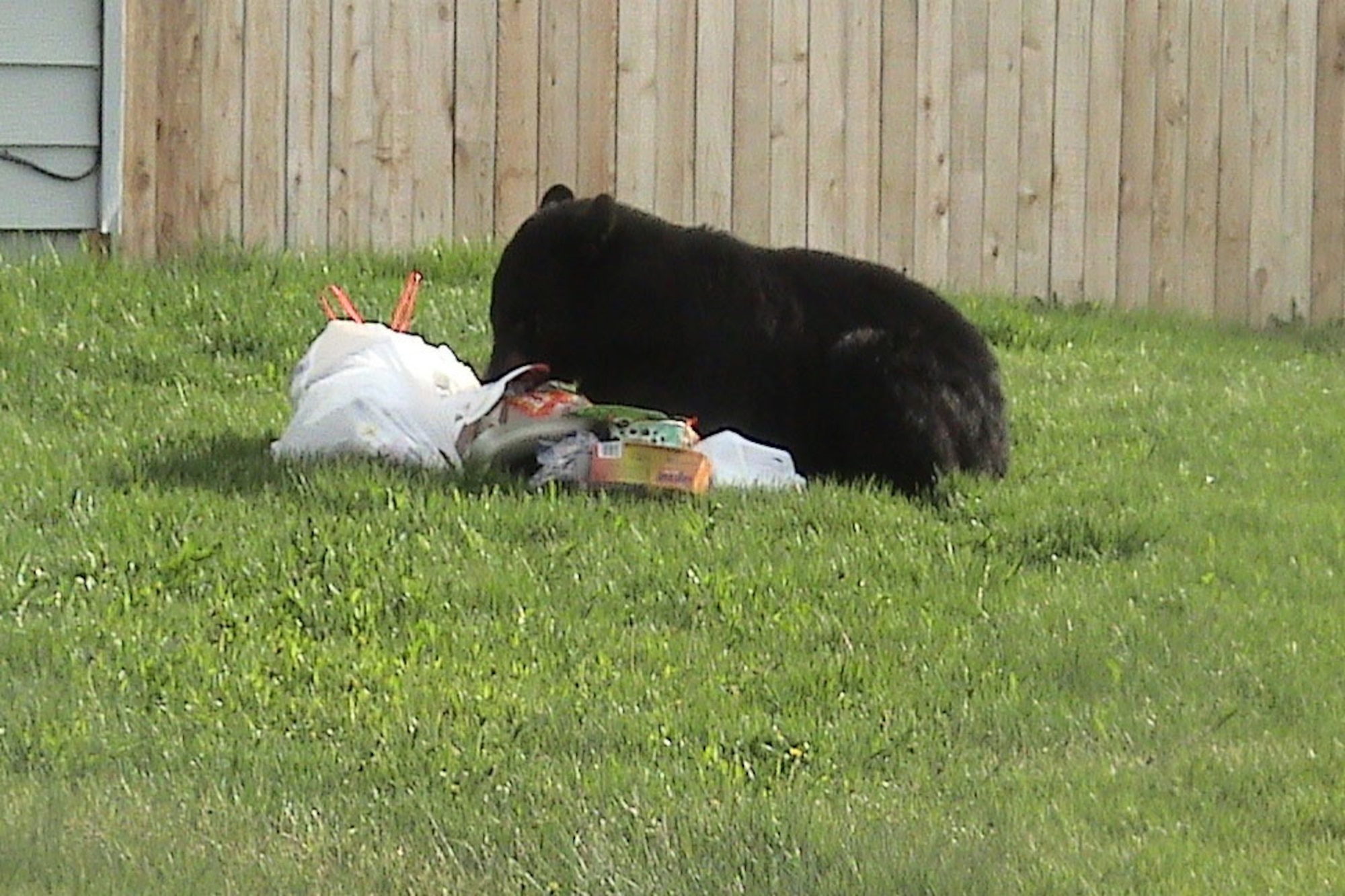 In this 2008 file photo, a bear eats trash left in a back yard. (Courtesy photo)