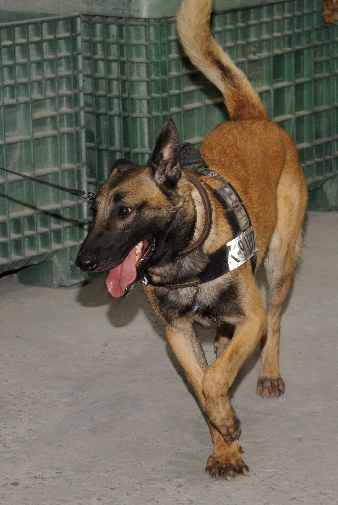 Rex begins his search of the Expeditionary Theater Distribution Center during a proficiency training session at the Transit Center at Manas, Kyrgyzstan, July 28. Military working dogs at the Transit Center participate in explosive detection training exercises several times a month to ensure their skills remain sharp. Rex, a Belgian Malinois mix, is a 2-year old military working dog. Rex and his handler Joe Villalobos are assigned to the 376th Expeditionary Security Forces Squadron. (U.S. Air Force photo/Tech. Sgt. Tammie Moore)
