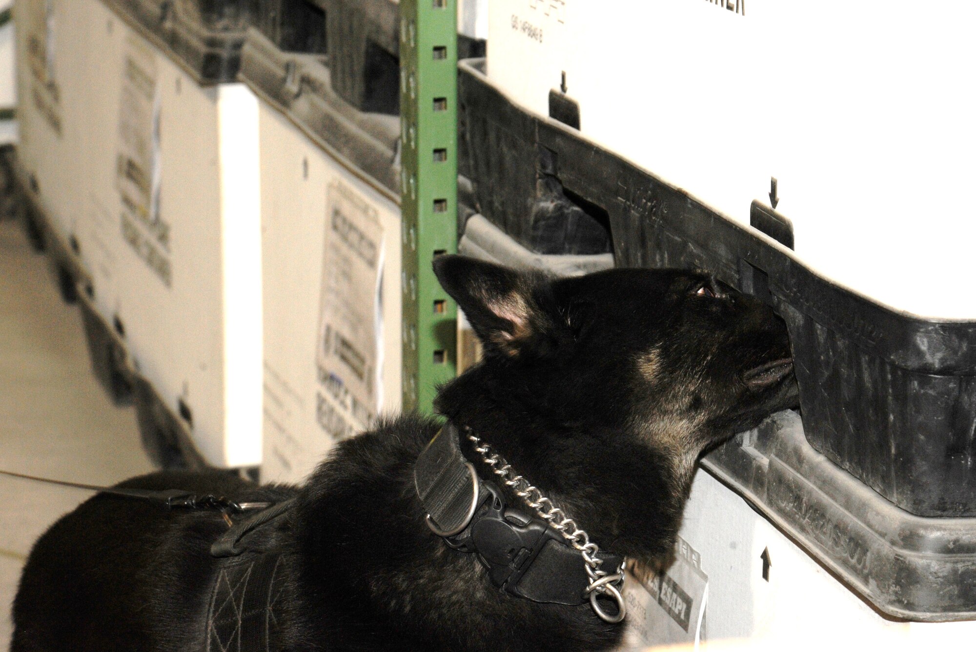 Aio sniffs a crate for hidden explosives during a proficiency training session in the Expeditionary Theater Distribution Center at the Transit Center at Manas, Kyrgyzstan, July 28. Military working dogs at the Transit Center participate in explosive detection training exercises several times a month to ensure their skills remain sharp. Aio is an 8-year old German Shepherd military working dog. Aio and his handler Staff Sgt. Albert Collister are deployed to the 376th Expeditionary Security Forces Squadron from Peterson Air Force Base, Colo. (U.S. Air Force photo/Tech. Sgt. Tammie Moore)
