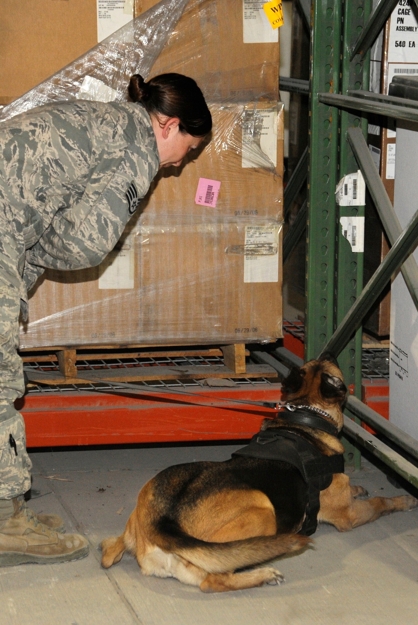 Delly signals to Staff Sgt. Jamie Wright she found explosives during a proficiency training session at the Transit Center at Manas, Kyrgyzstan, July 28. Wright is the only female military working dog handler assigned to the 376th Expeditionary Security Forces Squadron and Delly is one of two female MWDs here. She and Delly are deployed here from Aviano Air Base, Italy. (U.S. Air Force photo/Tech. Sgt. Tammie Moore)