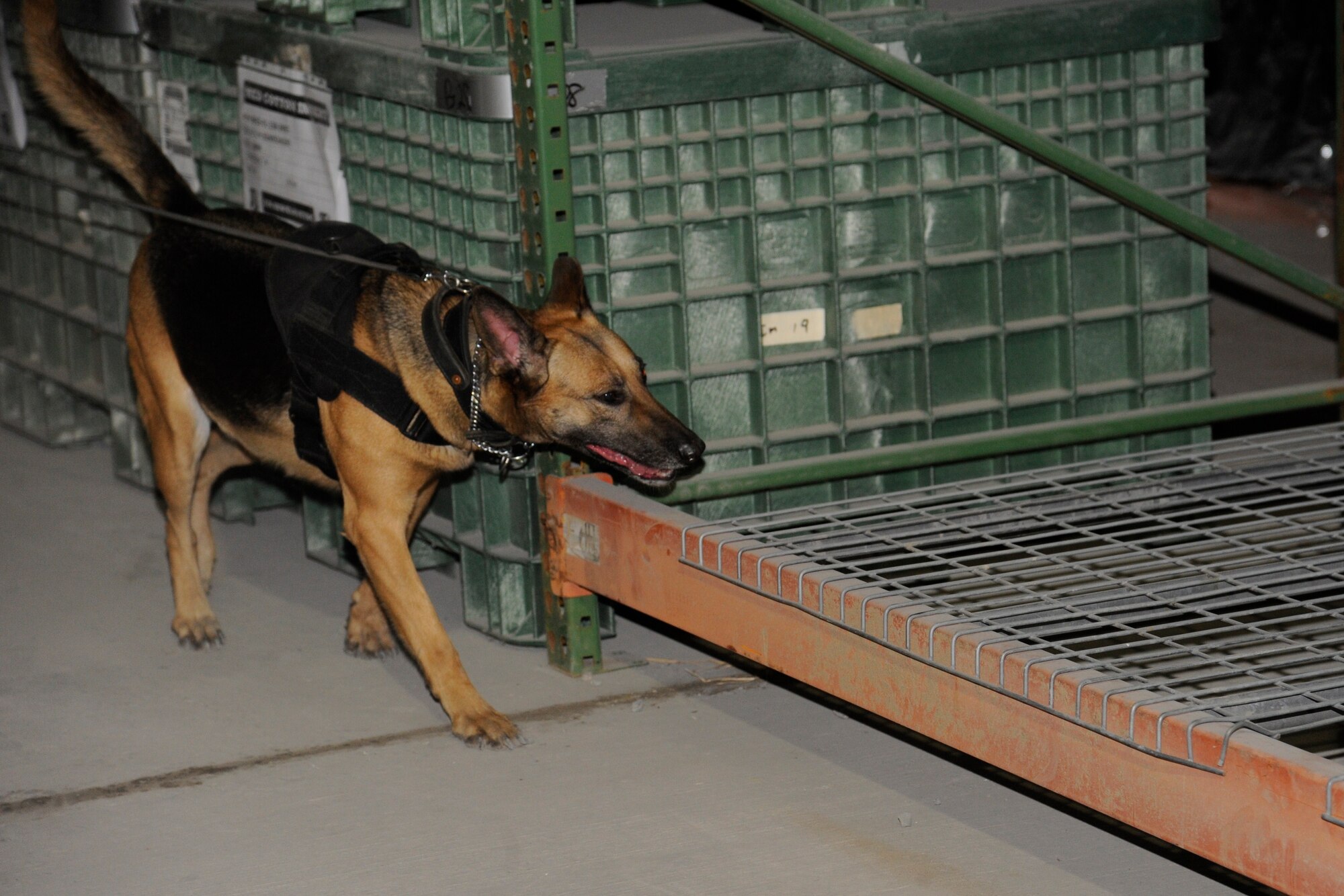 Delly searches for explosives hidden in the Expeditionary Theater Distribution Center during a proficiency training session at the Transit Center at Manas, Kyrgyzstan, July 28. Delly, a 4-year old Belgian Malinois and German Shepherd mix, is one of two female military working dogs assigned to the Transit Center. Delly and her handler Staff Sgt. Jamie Wright are deployed to the 376th Expeditionary Security Forces Squadron from Aviano Air Base, Italy. (U.S. Air Force photo/Tech. Sgt. Tammie Moore)