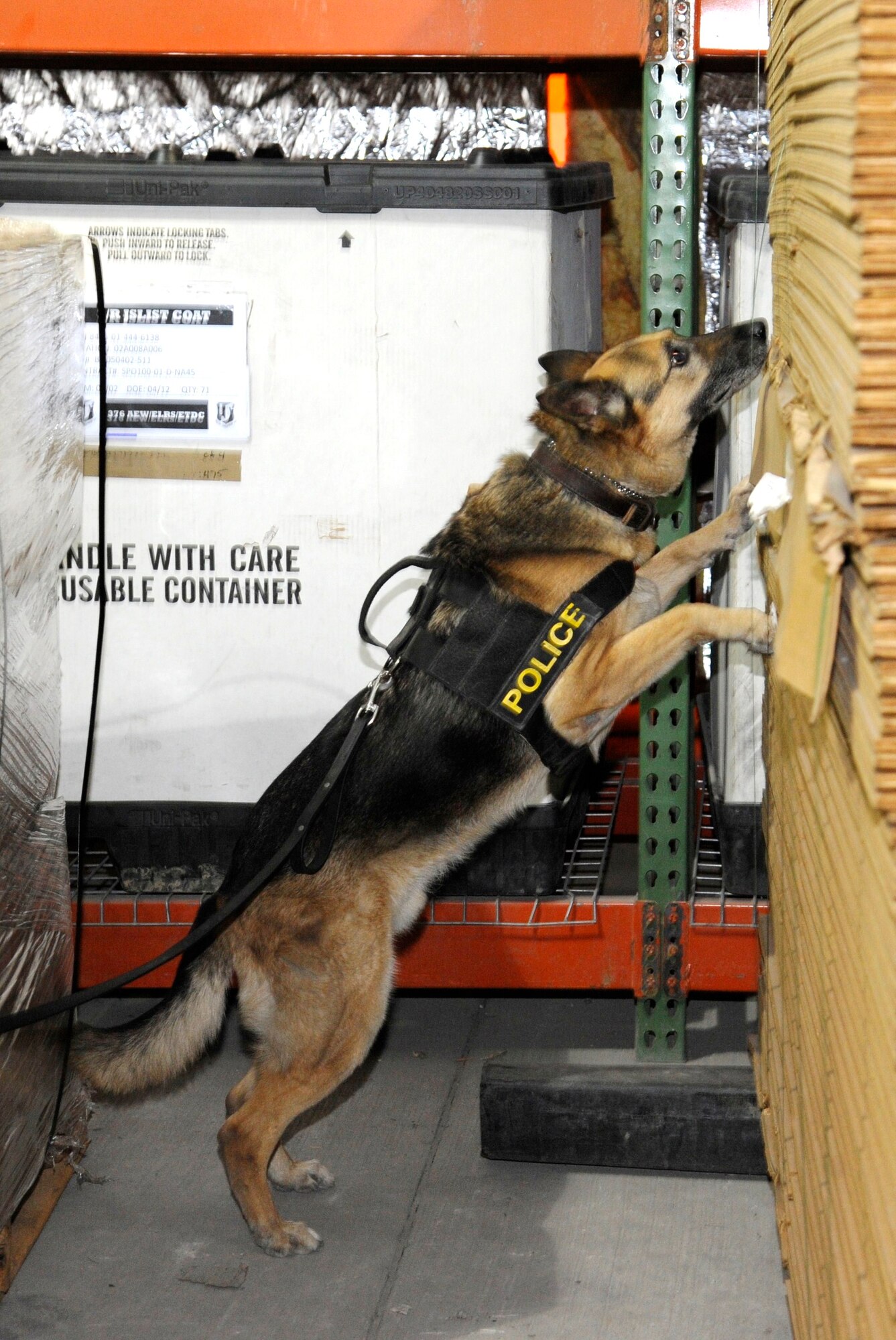 Jago sniffs a stack of unassembled boxes for hidden explosives during a proficiency training session in the Expeditionary Theater Distribution Center at the Transit Center at Manas, Kyrgyzstan, July 28. Military working dogs at the Transit Center participate in explosive detection training exercises several times a month to ensure their skills remain sharp. Jago, a German Shepherd, is a 9-year old military working dog. Jago and his handler Staff Sgt. Jeremy Stranges are deployed to the 376th Expeditionary Security Forces Squadron from MacDill Air Force Base, Fla. (U.S. Air Force photo/Tech. Sgt. Tammie Moore)