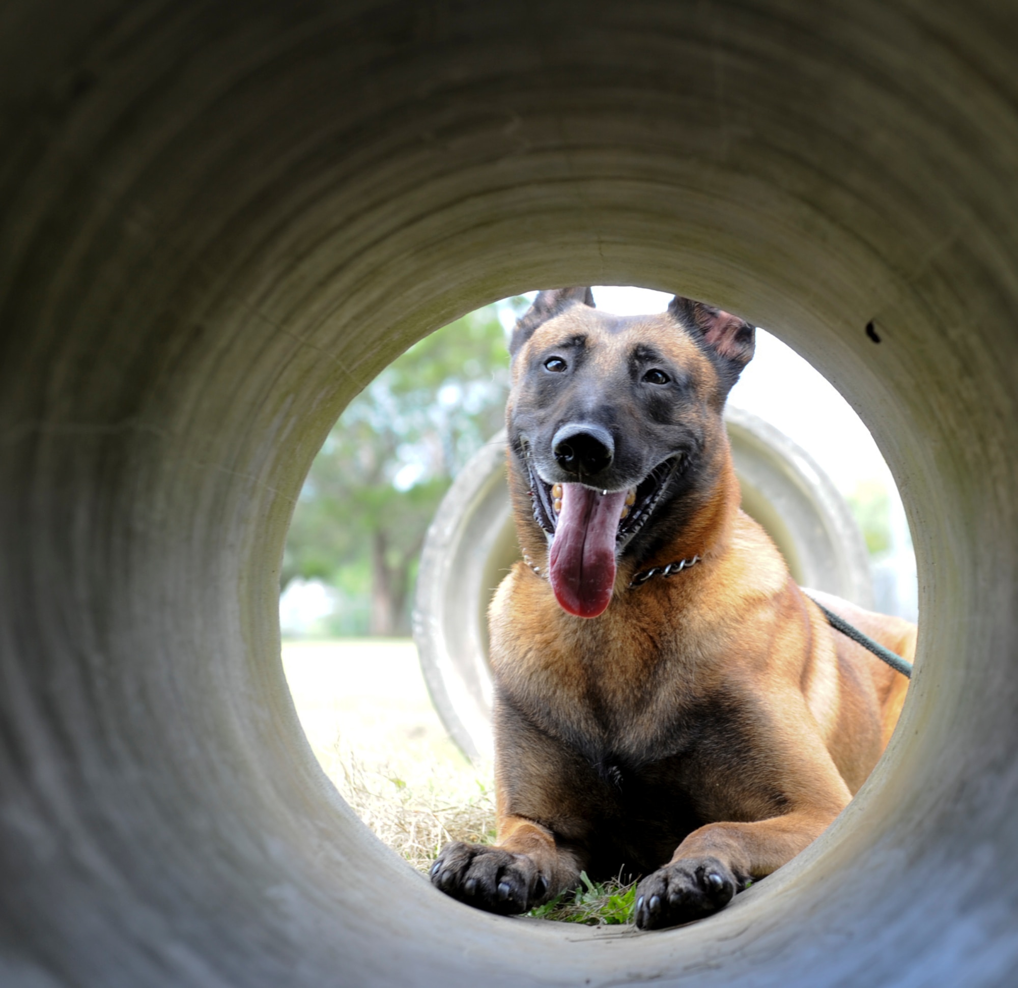 Tico, an 18th Security Forces Squadron Military Working Dog, waits for the command to crawl through a tunnel of the obstacle course during training at the 18th SFS kennels July 27. Dog handlers are scheduled to train at the kennels every other week to maintain proficiency in all aspects of their duties as well as preparing them for operations down range. (U.S. Air Force photo/Airman 1st Class Brooke P. Beers)