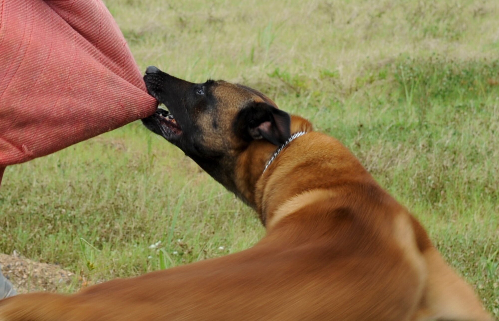 Tico, an 18th Security Forces Squadron Military Working Dog, holds on to a bite suit during training at the 18th SFS kennels July 27. MWDs must go through an average of 120 days of training at Lackland Air Force Base, Texas. The course is broken down into patrol and detection. (U.S. Air Force photo/Airman 1st Class Brooke P. Beers)