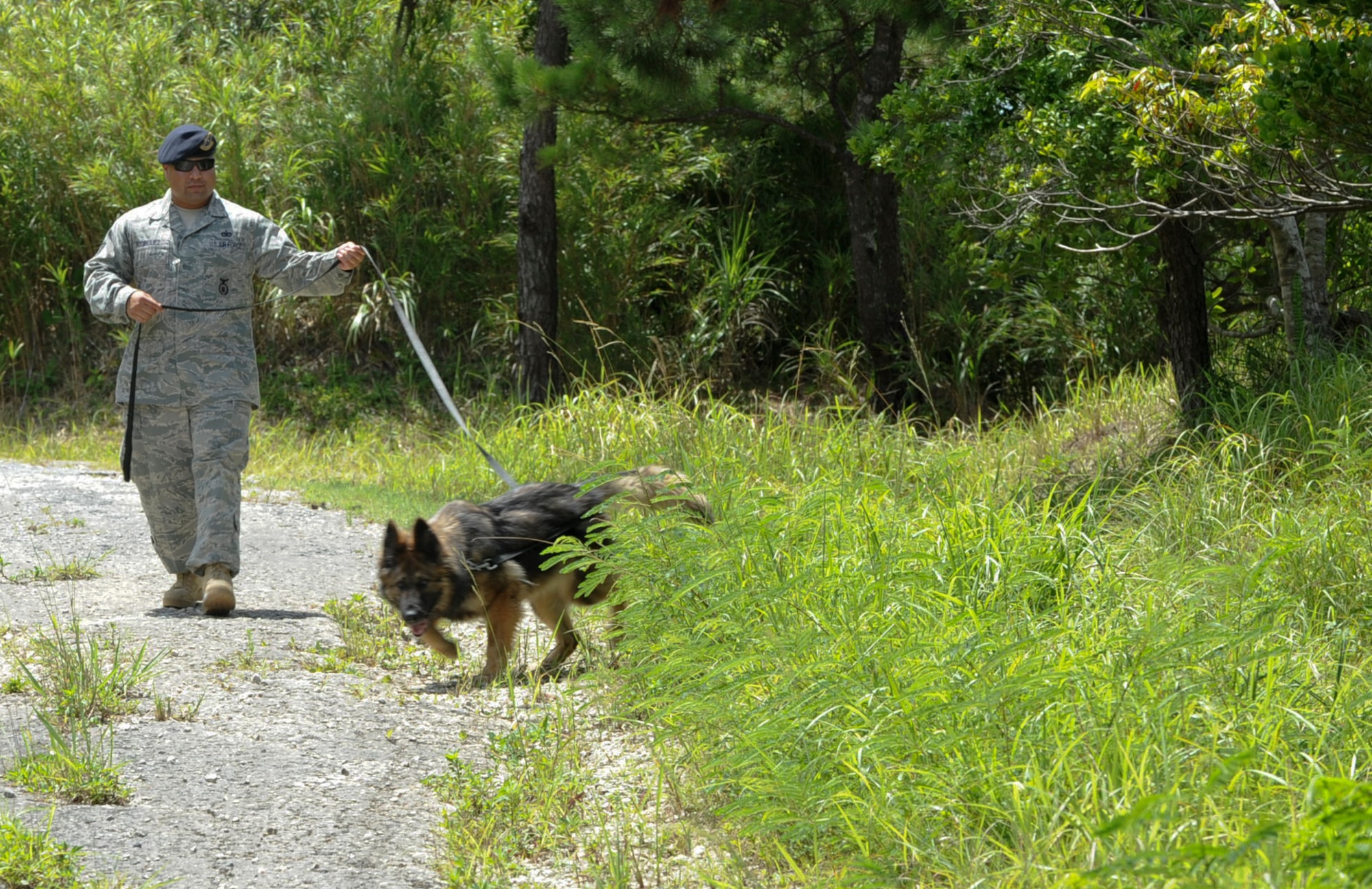 Tech. Sgt. Adolph Rodriguez Jr., 18th Security Forces Squadron trainer, follows Military Working Dog Shara on a patrol during training at Area 1 July 27. Handlers must train regularly to maintain their certifications and also keep the dogs up to speed. (U.S. Air Force photo/Airman 1st Class Brooke P. Beers)