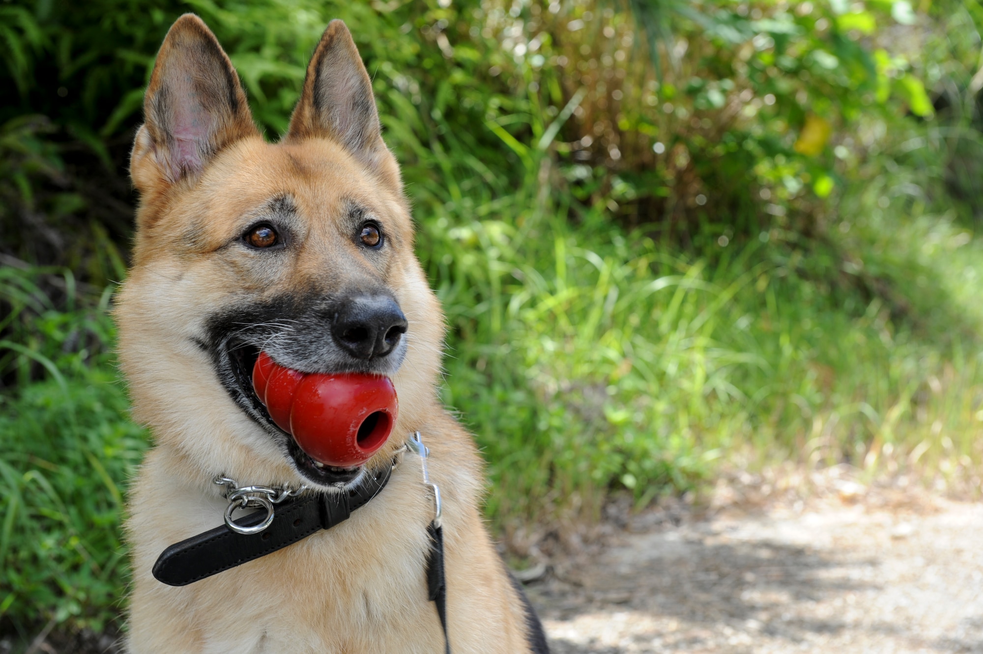 Zina, an 18th Security Forces Squadron Military Working Dog, is rewarded with a kong after correctly locating a training aid during training at Area 1 July 27. Military dogs must go through an average of 120 days of training at Lackland Air Force Base, Texas. The course is broken down into patrol and detection. (U.S. Air Force photo/Airman 1st Class Brooke P. Beers)
