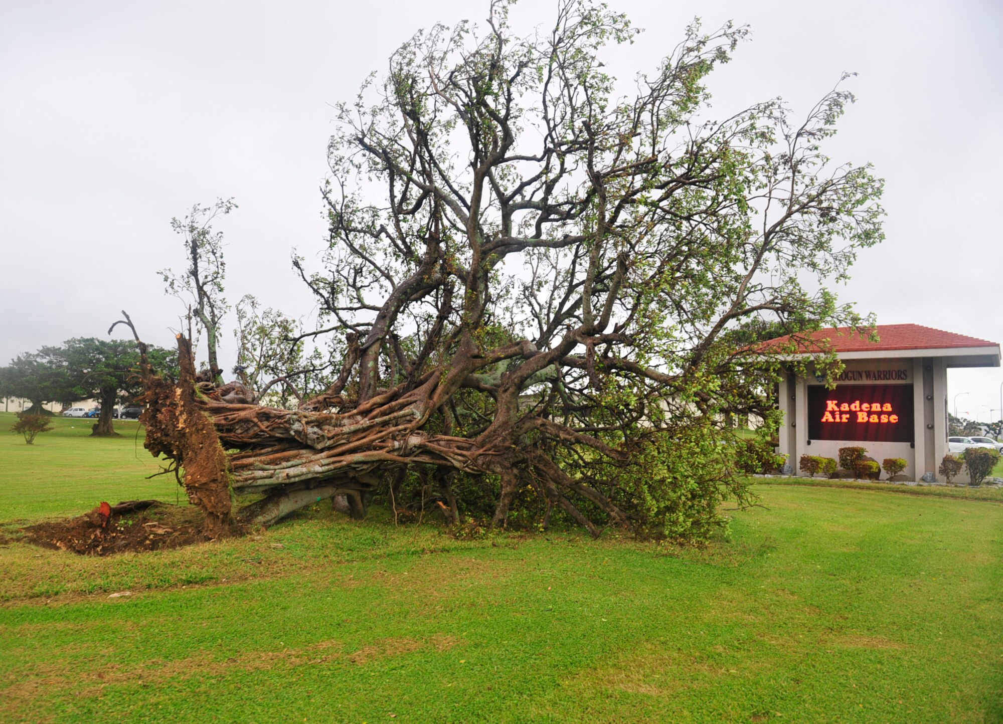 A tree lays on its side near the Airman's Club after being uprooted during Typhoon Songda here at Kadena Air Base, June 1. The typhoon hit over the Memorial Day weekend and caused many trees to be torn from their roots. (U.S. Air Force photo/Staff Sgt. Lakisha A. Croley)