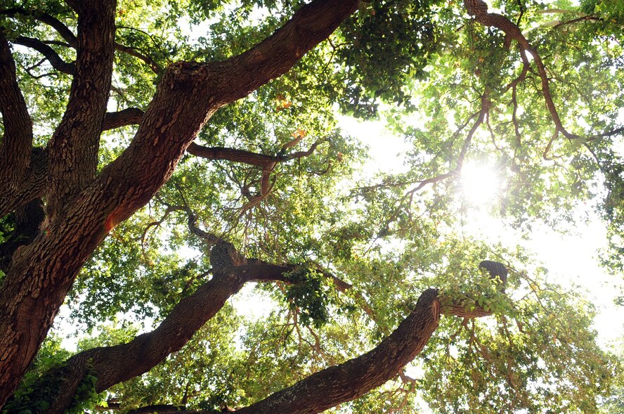 The sun shines through the leaves of the historic trees along Barksdale Boulevard located on Barksdale Air Force Base, La., June 2. Summer temperatures at Barksdale frequently tops 100 degrees with an all-time record of 107 degrees. Airmen who work in the sun should remember to drink plenty of water, avoid high-caffeine drinks and take frequent breaks in a shady area. (U.S. Air Force photo/Senior Airman Joanna M. Kresge) 