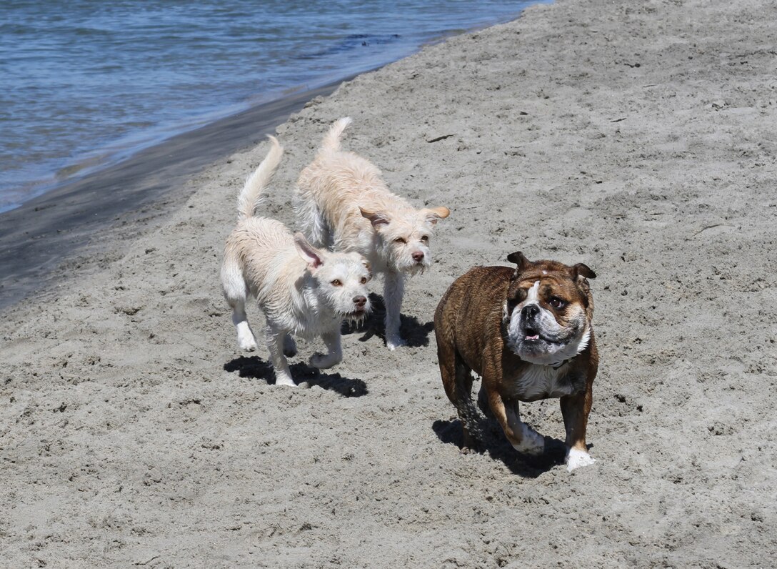 Tucked in the corner of Ocean Beach, Calif., is a beach designated just for man’s best friend and his owner. On sunny days the beach is crowded with people and their pets playing in the sand and surf.