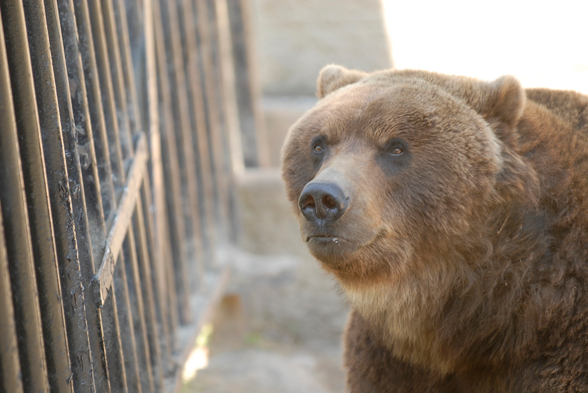 JOINT BASE ELMENDORF-RICHARDSON, Alaska -- Brown and black bears can be especially dangerous when they begin to rely on human activities as an alternative source of food. (U.S. Air Force photo/Steve White)