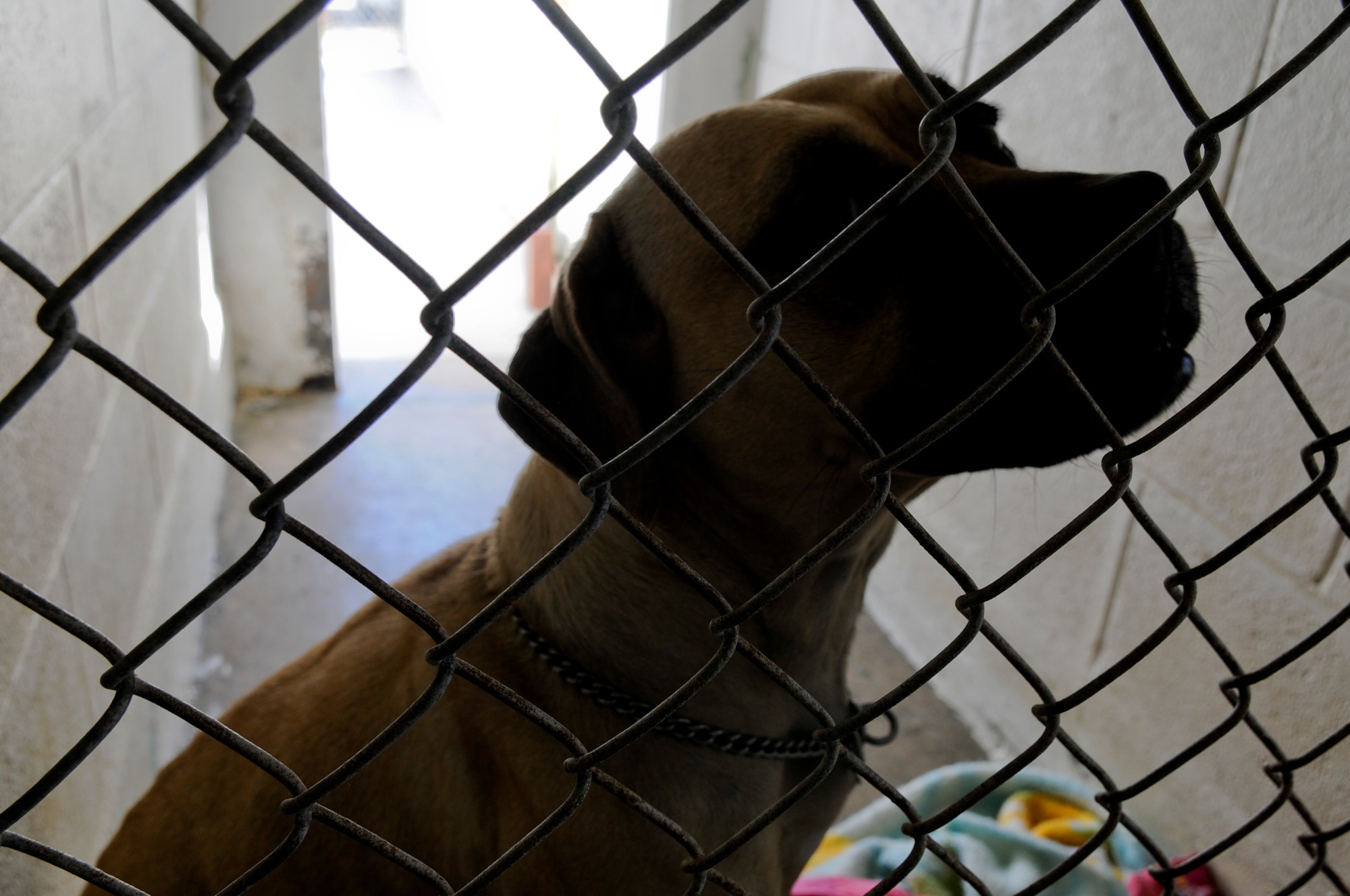 A dog that was turned in to the 18th Force Support Squadron's Karing Kennels waits by the kennel gate May 31. Nearly 1,100 pets are turned in to the Karing Kennels adoption center each year, but the staff from Karing Kennels encourages owners that for whatever reason they can't keep their pet, turning the pet in to the Kennels should be the last resort. (U.S. Air Force photo/Airman 1st Class Maeson L. Elleman)