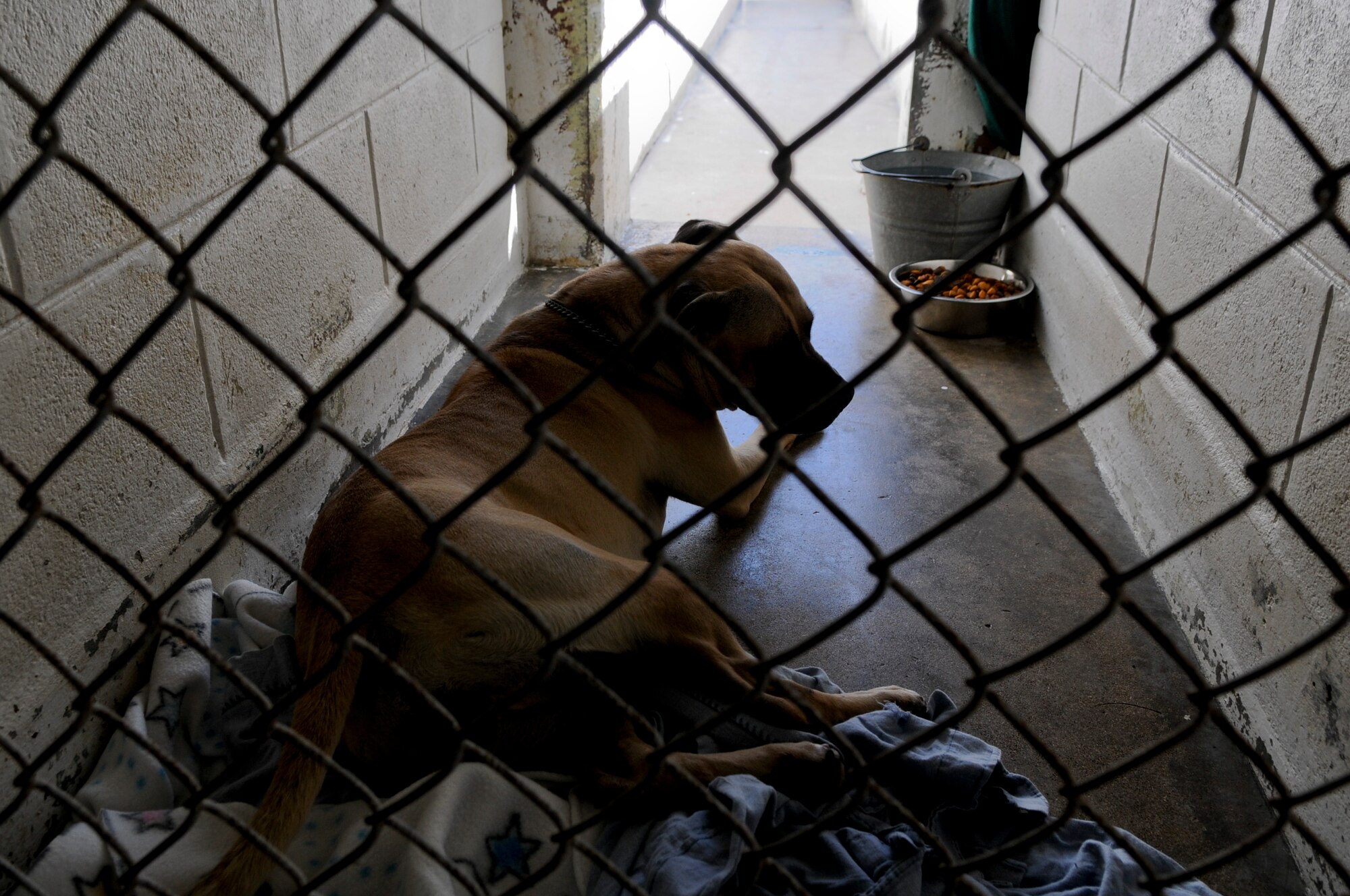 A dog that was turned in to the 18th Force Support Squadron's Karing Kennels lays on the kennel floor May 31. When owning a pet on Okinawa, all U.S. service members under the Status of Forces Agreement need to ensure they have a backup plan in case they deploy or move to a base where they can't bring their pet. (U.S. Air Force photo/Airman 1st Class Maeson L. Elleman)