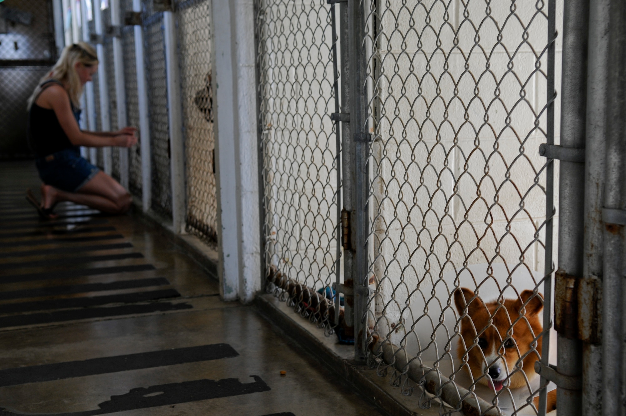 Stacie Clarke, wife of Airman 1st Class Devin Clarke from the 961st Airborne Air Control Squadron, pets a dog that had been turned in to the 18th Force Support Squadron's Karing Kennels adoption center while other turned-in pets wait next to their kennels' gates May 31. Roughly 1,100 pets are turned into Karing Kennels each year, but the staff from Karing Kennels encourages owners that for whatever reason they can't keep their pet, turning the pet in to the Kennels should be the last resort. (U.S. Air Force photo/Airman 1st Class Maeson L. Elleman)