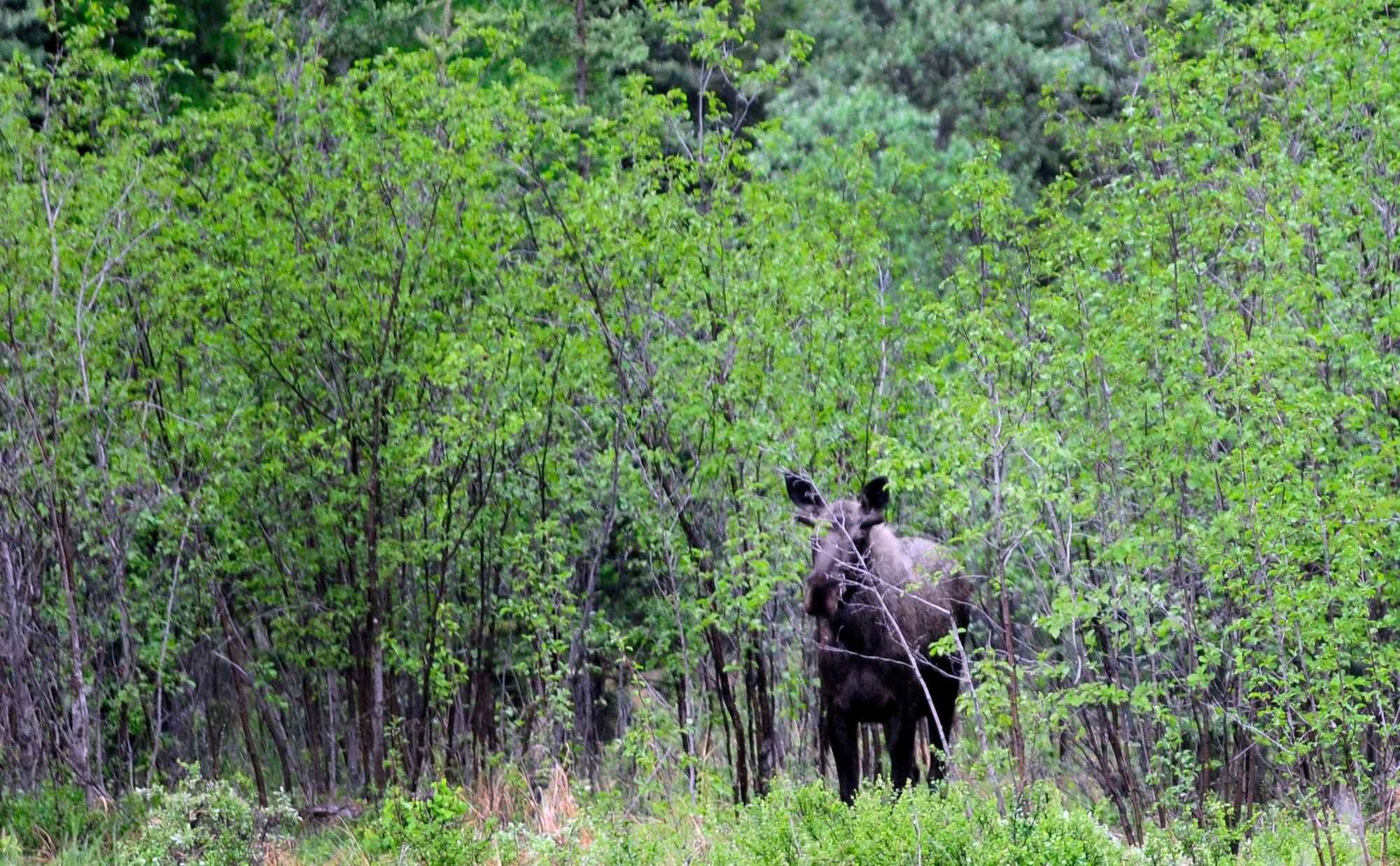 A moose is barely visible in the woods June 2, 2011, Eielson Air Force Base, Alaska. Moose are common sights around Eielson, special caution must be taken to not startle a moose while hiking through the woods. (U.S. Air Force photo/Airman 1st Class Laura Goodgame)