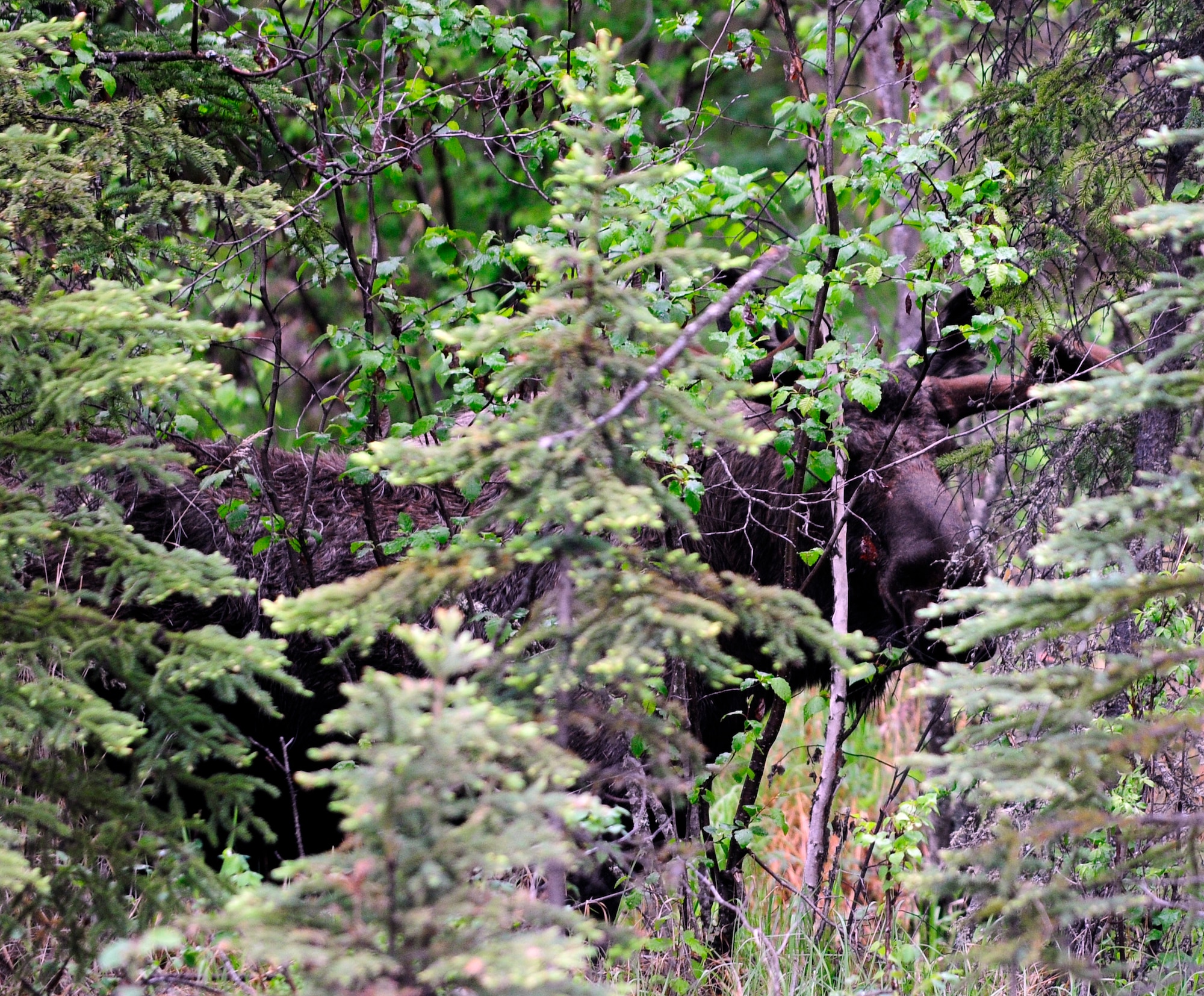 A moose is barely visible in the woods June 2, 2011, Eielson Air Force Base, Alaska. Moose are common sights around Eielson, special caution must be taken to not startle a moose while hiking through the woods. (U.S. Air Force photo/Airman 1st Class Laura Goodgame)