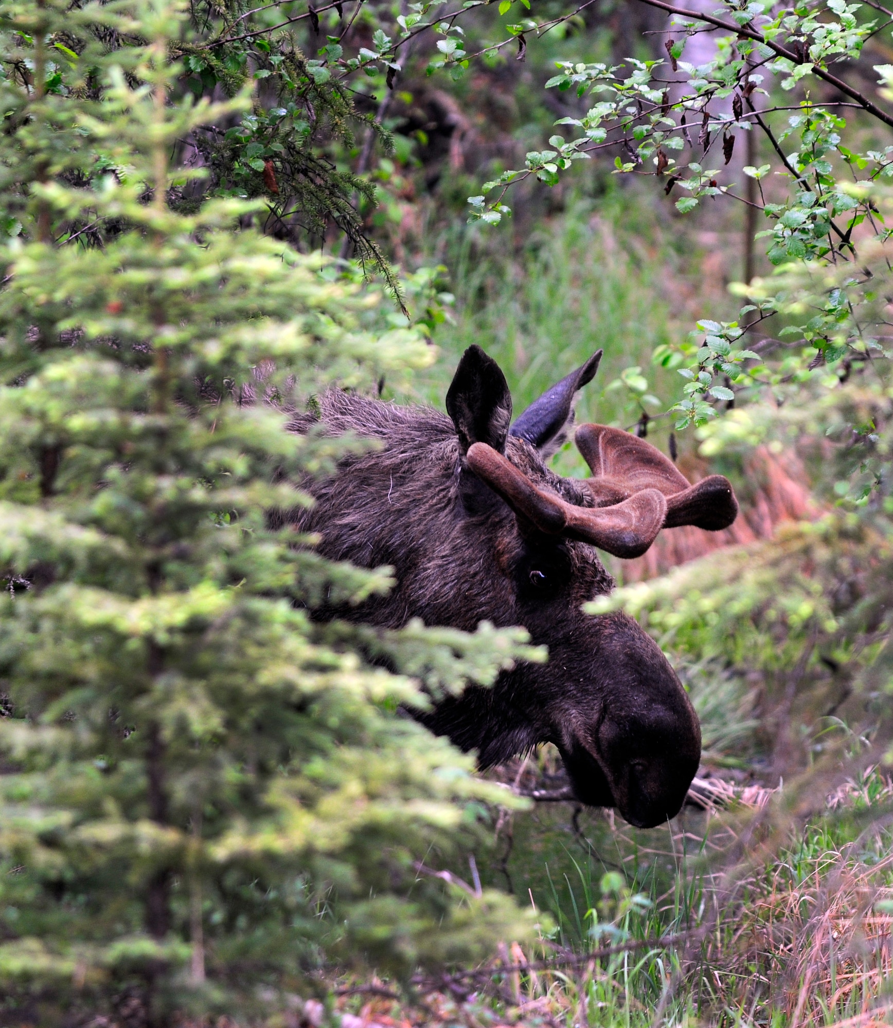 A moose hides behind a tree June 2, 2011, Eielson Air Force Base, Alaska. Moose should be viewed with caution at all times. Moose are common on Eielson and can be occasionally found getting an up close look at Airmen working on the base. The Alaskan moose is the largest in the world; adult males weigh 1,200 to 1,600 pounds and adult females weigh 800 to 1,300 pounds. (U.S. Air Force photo/Airman 1st Class Laura Goodgame) 