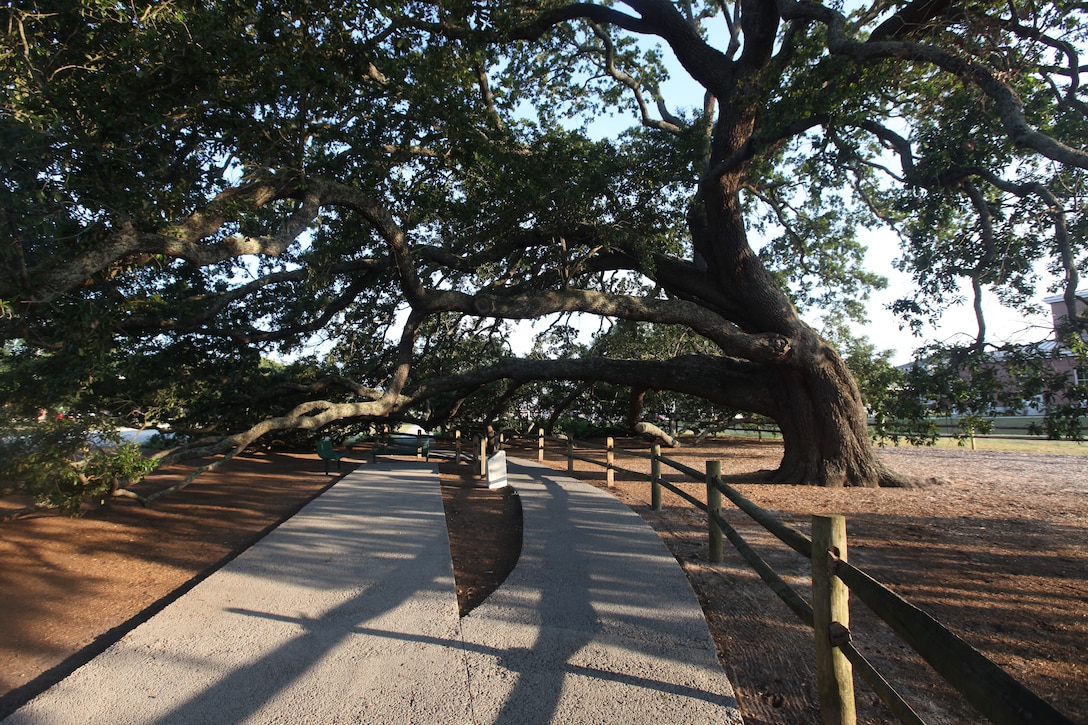 The Bicentennial Tree on McHugh Boulevard aboard Marine Corps Base Camp Lejeune was dedicated as such on July 4, 1976, in commemoration of the nation’s 200th anniversary.  Base denizens run beneath it, read in its limbs and marvel at its majesty on a daily basis.