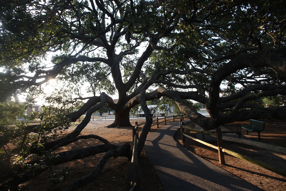 The live oak, or quercus virginiana, on McHugh Boulevard aboard Marine Corps Base Camp Lejeune was dedicated as the Bicentennial Tree July 4, 1976, in commemoration of the nation’s 200th anniversary.  Cables are now installed to help distribute the weight of its massive, sprawling limbs.