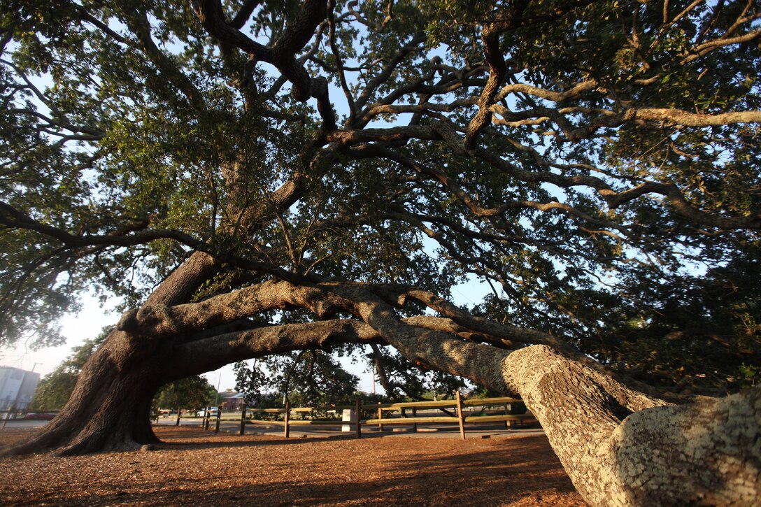 The live oak, or quercus virginiana, on McHugh Boulevard aboard Marine Corps Base Camp Lejeune was dedicated as the Bicentennial Tree July 4, 1976, in commemoration of the nation’s 200th anniversary.  The sprawling limbs reach out to the ground, a common characteristic among the species iconic of the South.