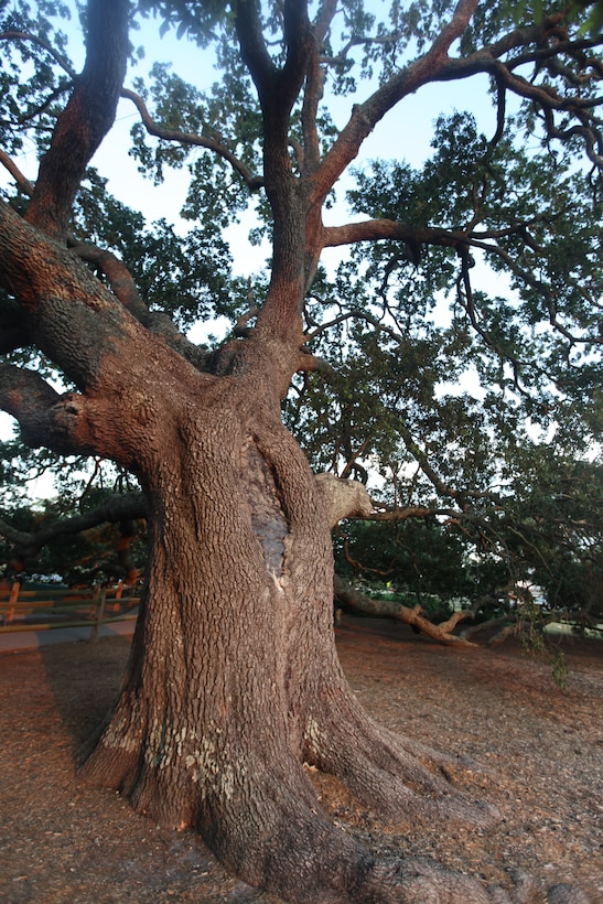 The live oak, or quercus virginiana, on McHugh Boulevard aboard Marine Corps Base Camp Lejeune was dedicated as the Bicentennial Tree July 4, 1976, in commemoration of the nation’s 200th anniversary.  The scar on its back marks where concrete was poured in for support.