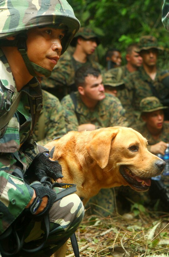 A Malaysian dog handler with 8th Royal Ranger Regiment, Malaysian Army Rangers, and his dog watch while their partner disarms a mock improvised explosive device the dog detected. The demonstration was held during jungle operations training between the U.S. and Malaysian militaries. The Marines are participating in Cooperation Afloat Readiness and Training (CARAT) 2011. CARAT is an annual series of bilateral exercises held between the U.S. and Southeast Asian nations with the goals of enhancing regional cooperation, promoting mutual trust and understanding, and increasing operational readiness throughout the participating nations.  While in Malaysia, U.S. and Malaysian service members trained together on jungle, urban and amphibious operations.
