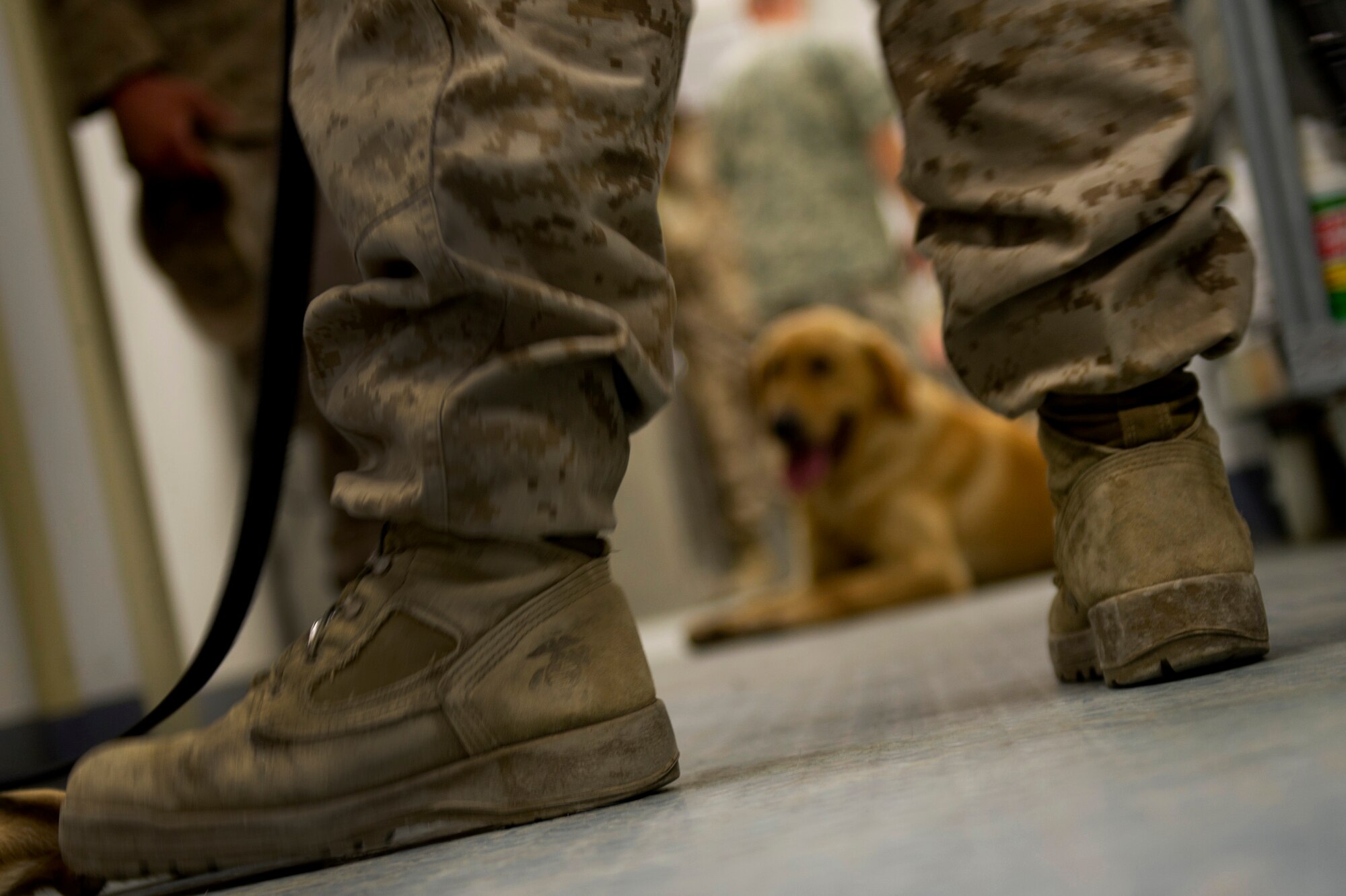 A Marine Corps military working dog waits to be examined at the Camp Leatherneck, Afghanistan, veterinary clinic during a routine physical check up of the dogs on the camp. The 358th Medical Detachment Veterinary Services clinic is responsible for providing medical care for all the MWDs on the camp. (U.S. Air Force photo/Master Sgt. Adrian Cadiz)(Released)