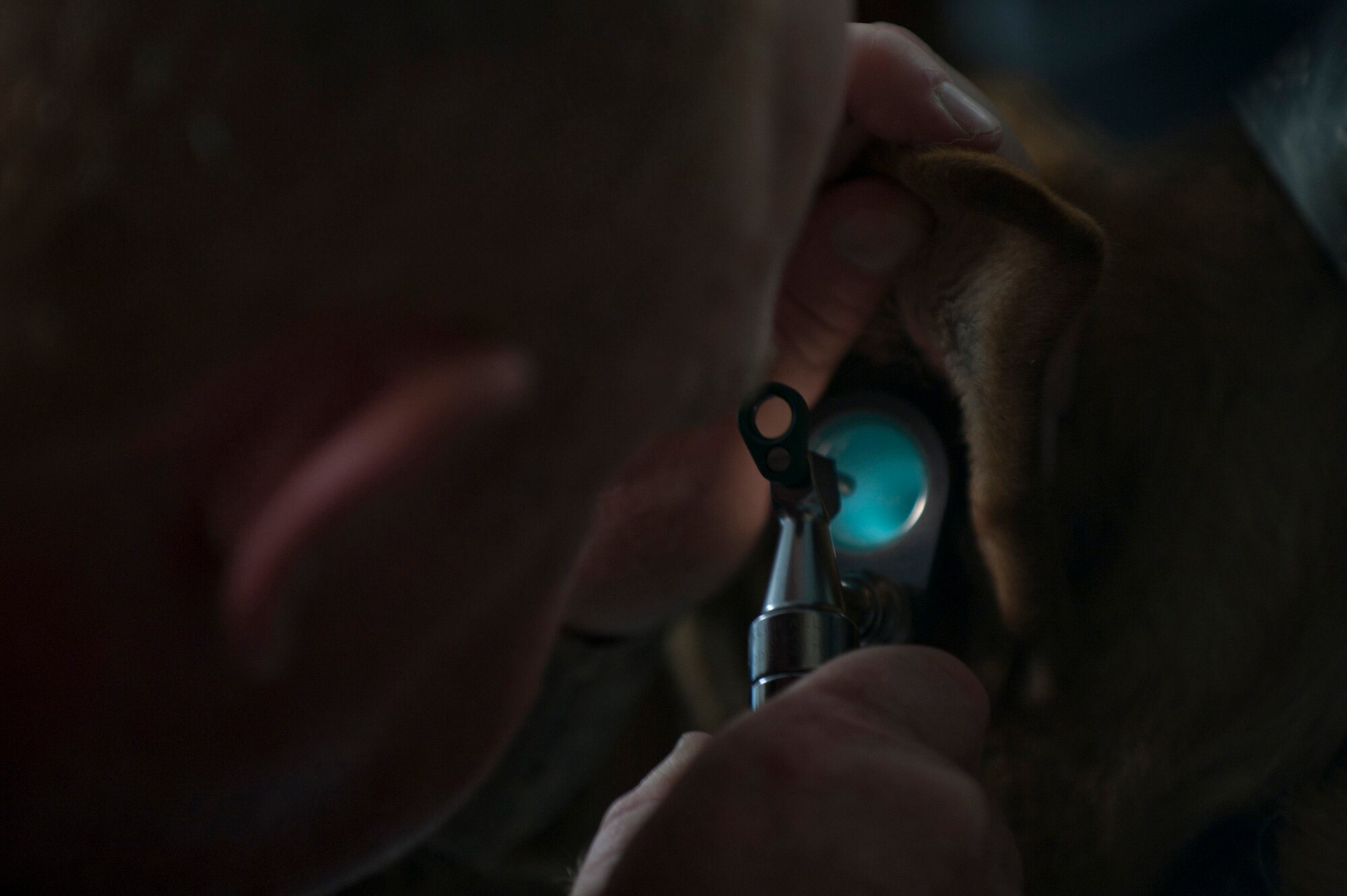 U.S. Army Capt. James Burroughs, 358th Medical Detachment Veterinary Services veterinarian, examines a Marine Corps military working dog at the Camp Leatherneck veterinary clinic, during a routine physical check up of the dogs on the camp. The veterinary clinic is responsible for providing medical care for all the MWDs on the camp. (U.S. Air Force photo/Master Sgt. Adrian Cadiz)(Released)