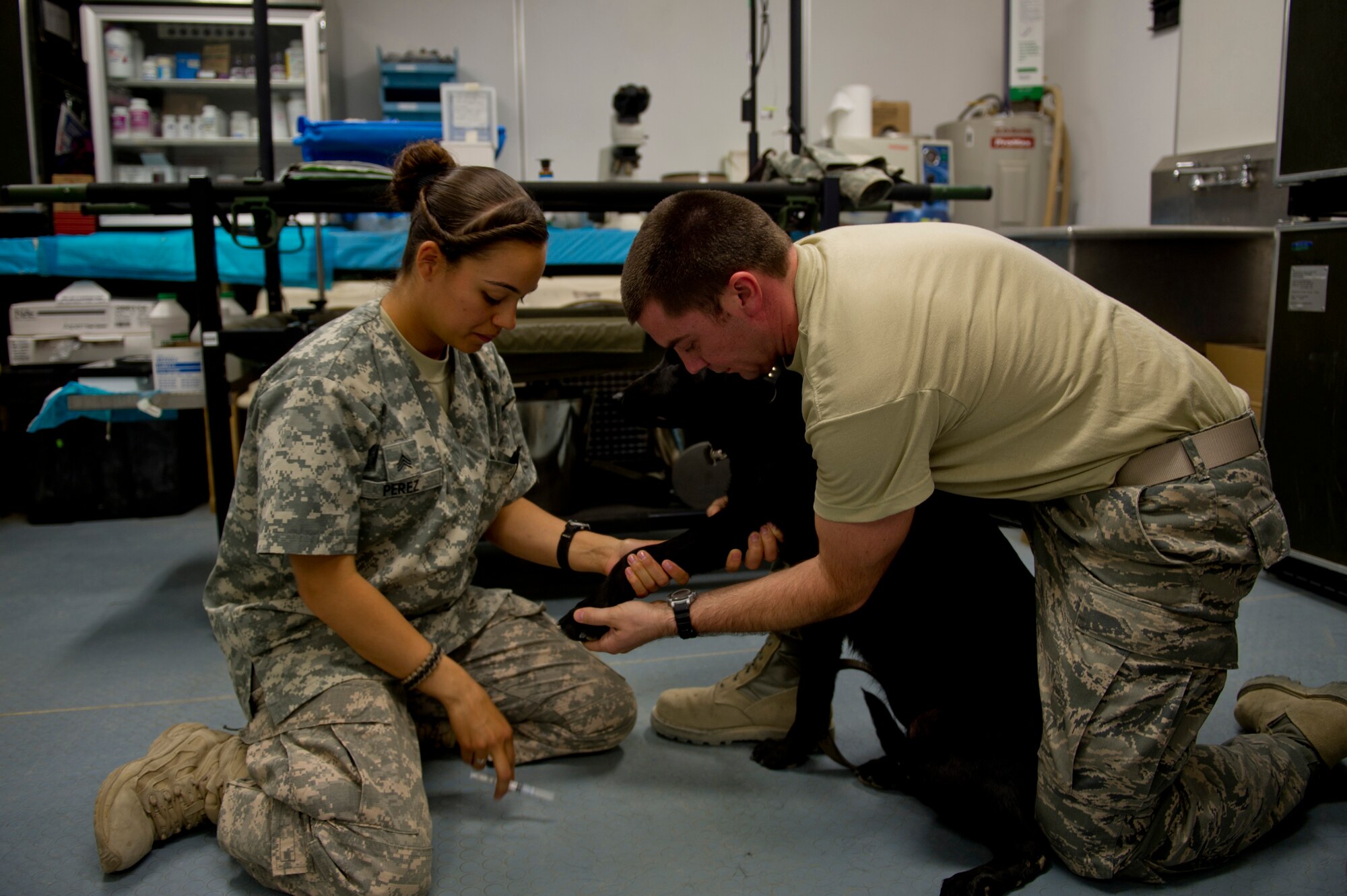Capt. Michael Vietti, 451st Expeditionary Aeromedical Evacuation Squadron Detachment 1 Contingency Aeromedical Staging Facility physician's assistant, assists Army Sgt. Adelyn Perez, 358th Medical Detachment Veterinary animal care specialist, as they prepare to draw blood from military working dog for a lab test during a routine physical entrance exam at Camp Leatherneck veterinary clinic. Vietti routinely volunteers at the 358th Medical Detachment Veterinary Services Clinic. The veterinary clinic is responsible for providing medical care for all the MWDs on the camp. (U.S. Air Force photo/Master Sgt. Adrian Cadiz)(Released)