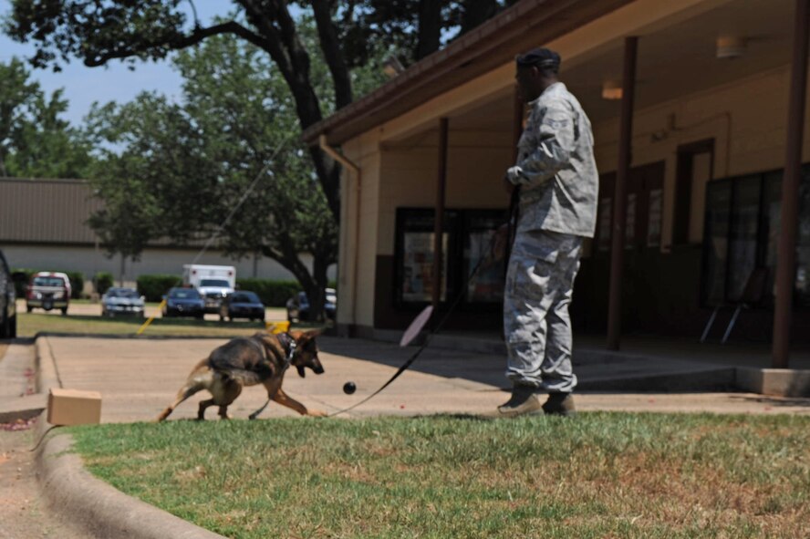 A military working dog gets rewarded by Senior Airman Taylor Bolden, 2nd Security Forces Squadron, during an exercise in front of the base theater on Barksdale Air Force Base, La., June 14. The dogs are rewarded after completing the training task. (U.S. Air Force photo/Airman 1st Class Micaiah Anthony)(RELEASED)