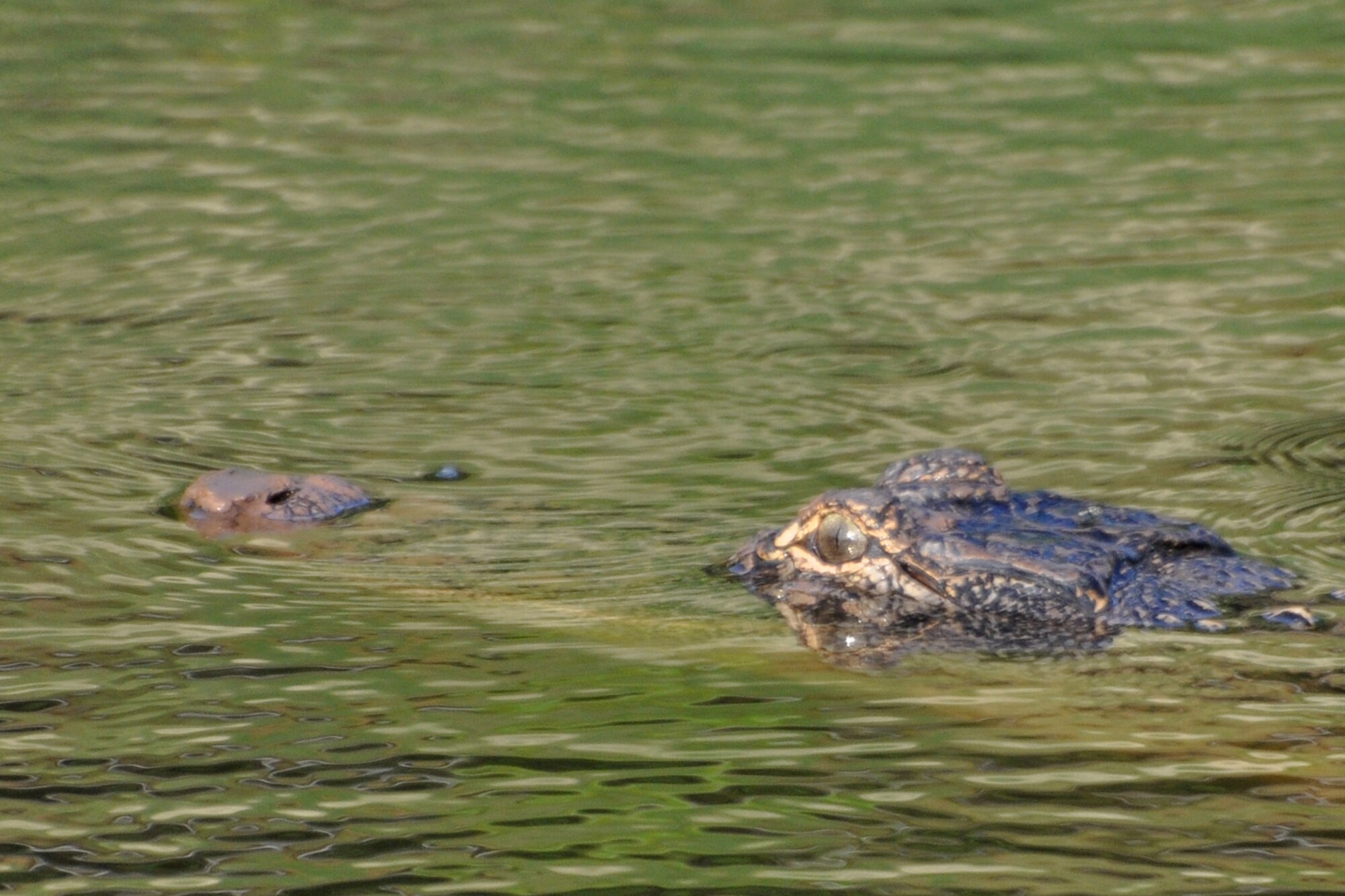 A young alligator takes a dip in the run-off creek in front of the 307th Bomb Wing Headquarters building at Barksdale Air Force Base, La., June 10, 2011.  Around this time almost every year, a young alligator appears in the same location for the summer. Numerous species of animals, birds and reptiles make their homes here.  Barksdale Airmen take pride in maintaining a base that is animal friendly. (U.S. Air Force photo/Tech. Sgt. Jeff Walston)