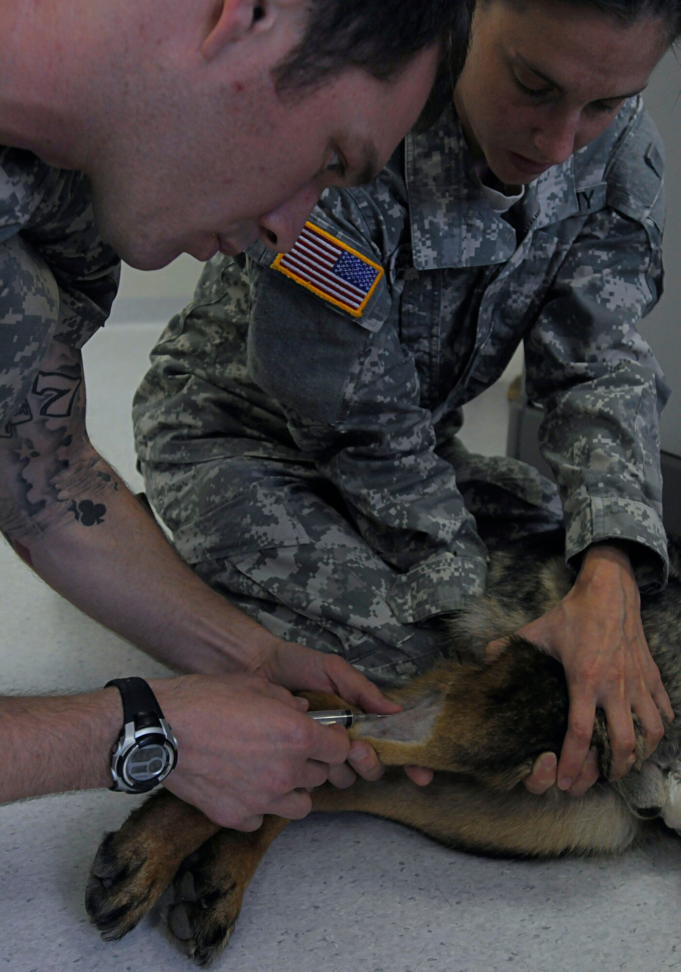 U.S. Army Pfc. Mathew Huggett and Spc. Bethany Schilling, Dog Center Europe veterinary technicians, take a blood sample from six year old Jimmie, military working dog, during a follow up examination at the Pulaski Veterinarian Clinic, Pulaski Barracks, Germany, June 9, 2011. The Kaiserslautern U.S. Army Garrison Veterinary Treatment Facility is professionally staffed by Army Veterinary Corps personnel with the primary mission of providing complete medical care for all government owned animals. (U.S. Air Force photo by Airman 1st Class Desiree Esposito)