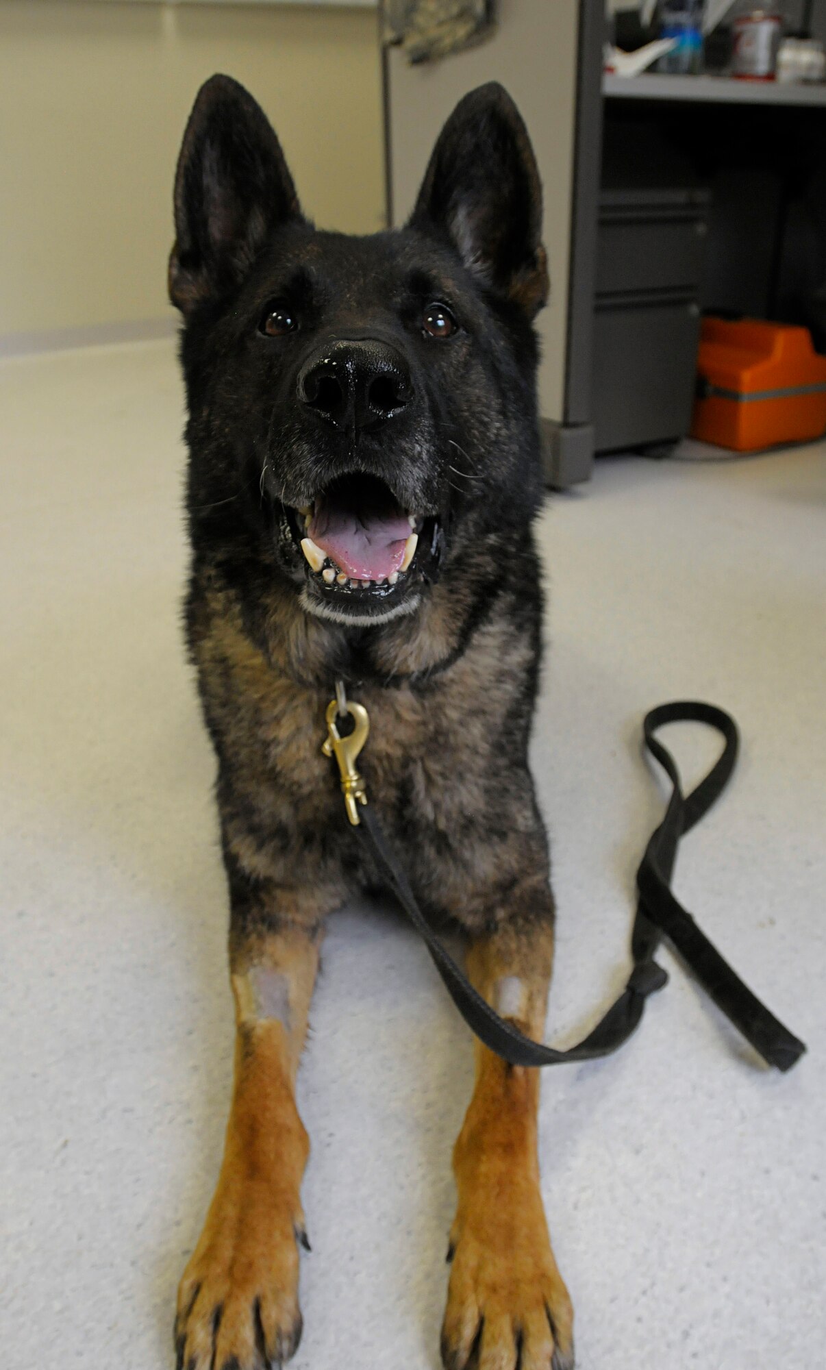 Jimmy, a six year old military working dog, waits for a treat after his follow up examination at the Pulaski Veterinarian Clinic, Pulaski Barracks, Germany, June 9, 2011. The Kaiserslautern U.S. Army Garrison Veterinary Treatment Facility is professionally staffed by Army Veterinary Corps personnel with the primary mission of providing complete medical care for all government owned animals.  (U.S. Air Force photo by Airman 1st Class Desiree Esposito)