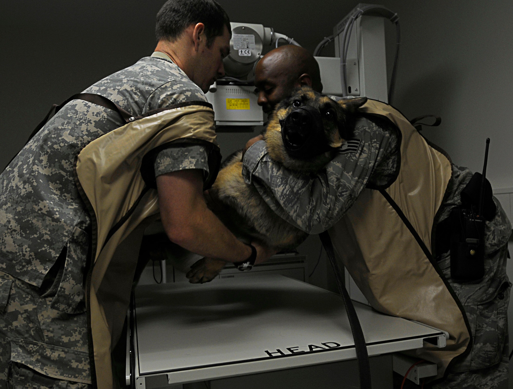 U.S. Air Force Staff Sgt. Jimmy Harris, 86th Security Forces Squadron dog handler, and U.S. Army Pfc. Mathew Huggett, Dog Center Europe veterinary technician, prepares seven year old Timo, military working dog, for an X-ray at the Pulaski Veterinarian Clinic, Pulaski Barracks, Germany, June 9, 2011. The Kaiserslautern U.S. Army Garrison Veterinary Treatment Facility is professionally staffed by Army Veterinary Corps personnel with the primary mission of providing complete medical care for all government owned animals. (U.S. Air Force photo by Airman 1st Class Desiree Esposito)