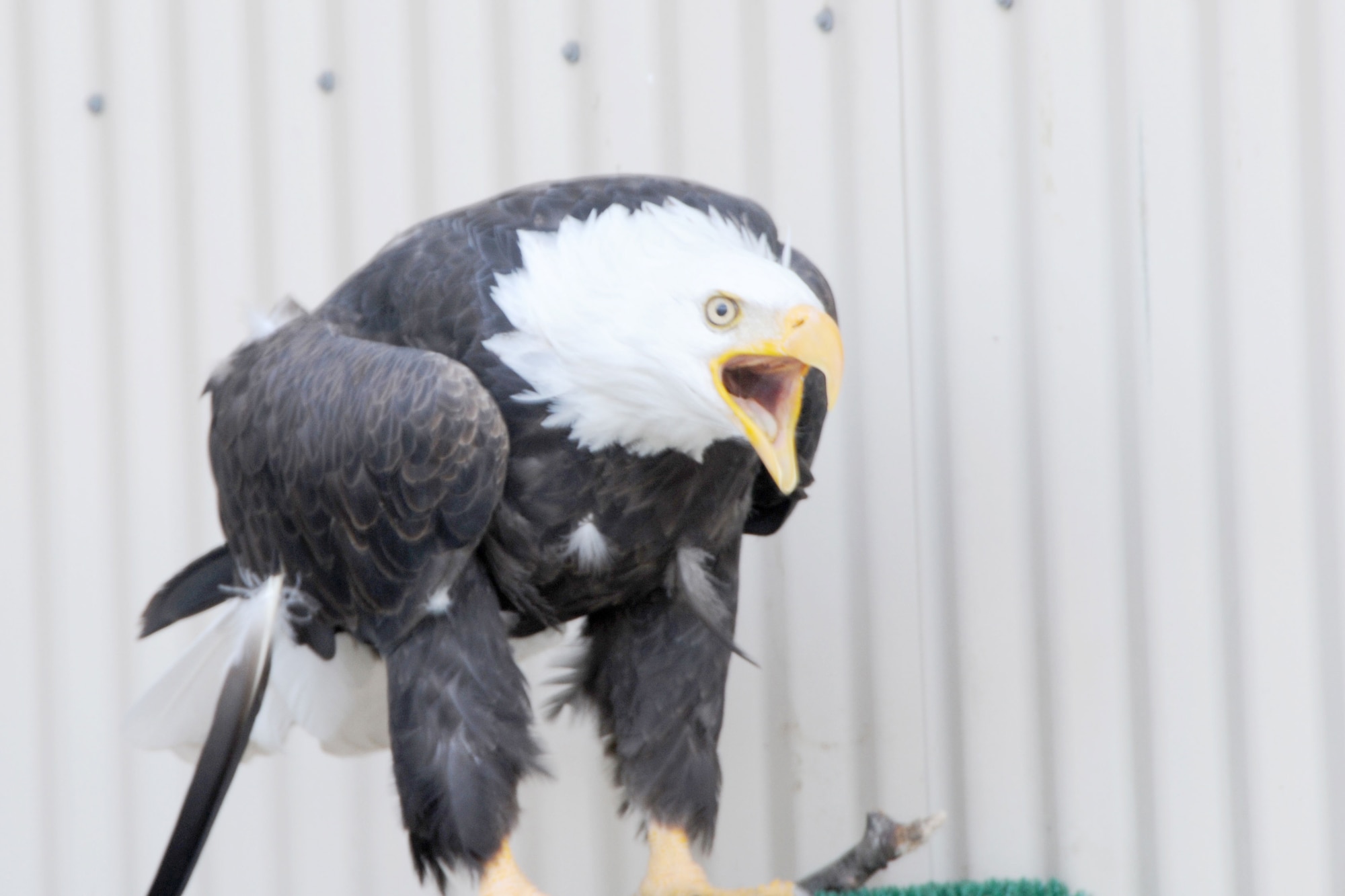 One-Eyed Jack, a disabled bald eagle at the Yukla Memorial on Joint Base Elmendorf-Richardson, chatters at caretaker Tech. Sgt. Brian Lee recently. Two eagles live in the pen, serving as living tributes to wounded veterans. (U.S. Air Force photo\Chris McCann)