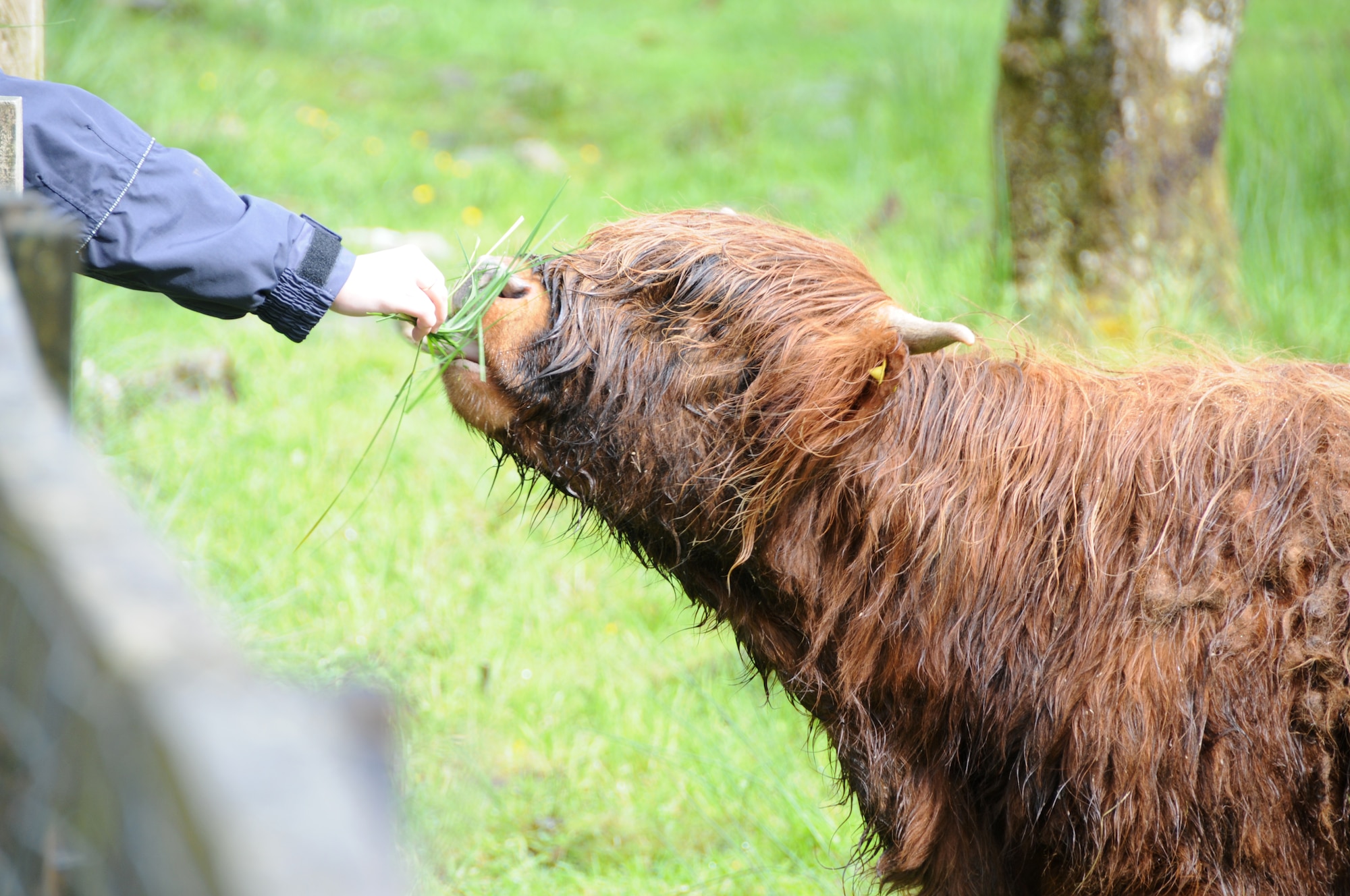 FORT AUGUSTUS, Scotland – A participant in the RAF Lakenheath Outdoor Recreation “Harry Potter and Loch Ness” trip feeds a young highland cow at the Rare Breeds Croft in Fort Augustus, Scotland, on May 29, 2011. Participants in a RAF Lakenheath ODR “Harry Potter and Loch Ness” trip visited several destinations in the U.K. (U.S. Air Force photo/Staff Sgt. Stephen Linch)