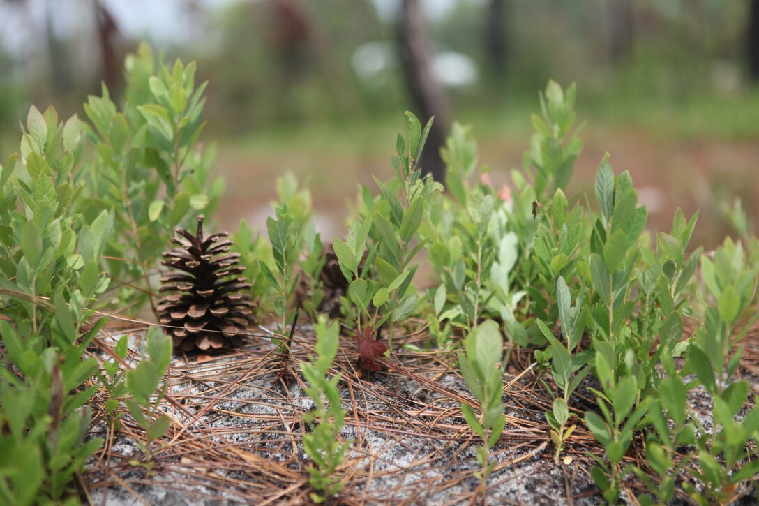 Aside from destroying economically valuable timber, the massive wildfire in March, which originated in the SR-8 range aboard MCB Camp Lejeune, is providing new life to rare plants, such as the rough-leaf loosestrife, and endangered animal species, like the red-cockaded woodpecker.