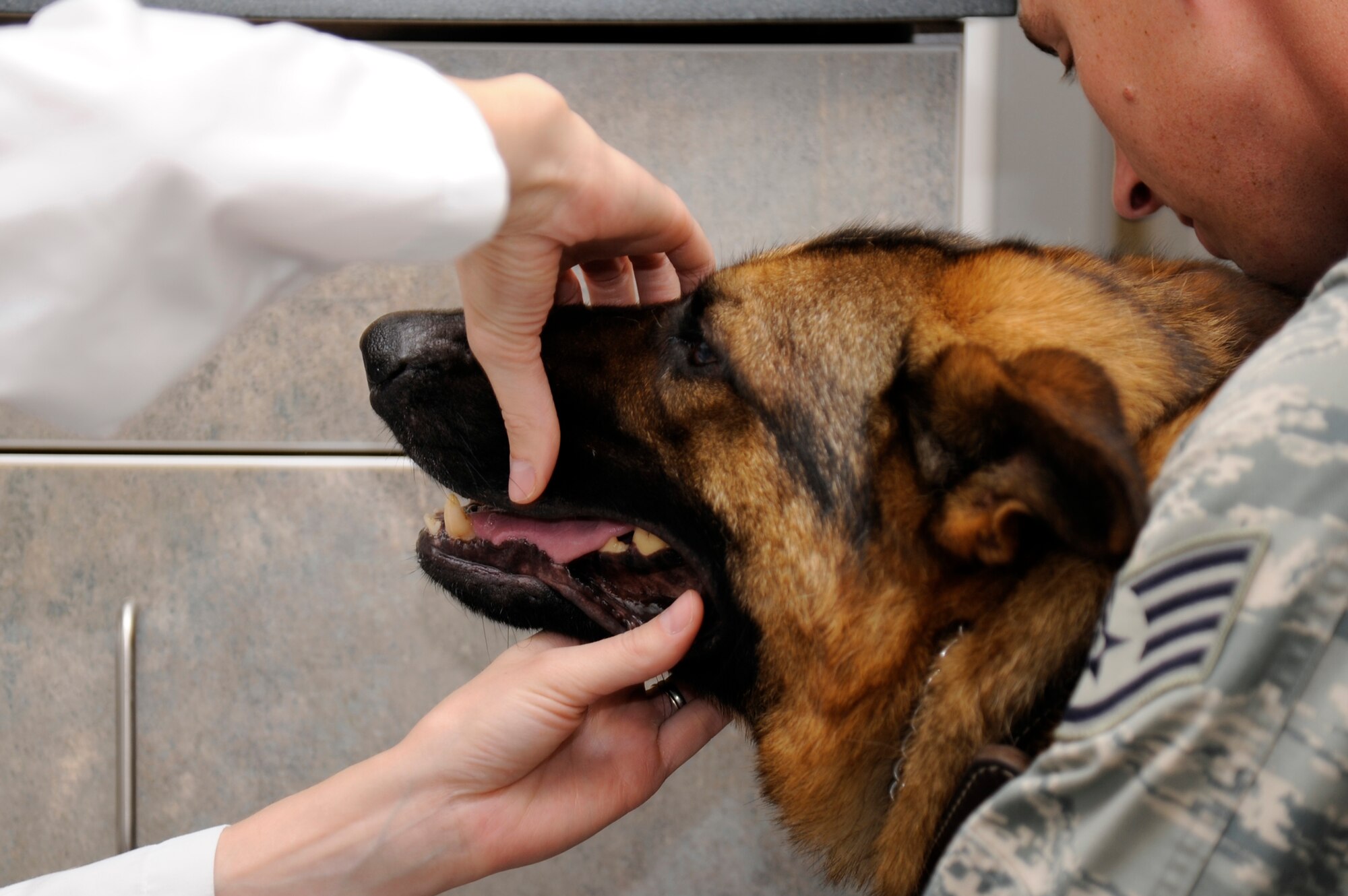 Joanne Kucker, 509th Medical Group veterinarian, checks the dental health of Bak, 509th Security Forces Squadron military working dog. Bak was receiving a health certificate required by USDA before military working dogs travel. (U.S. Air Force photo by Airman 1st Class Cody H. Ramirez)
