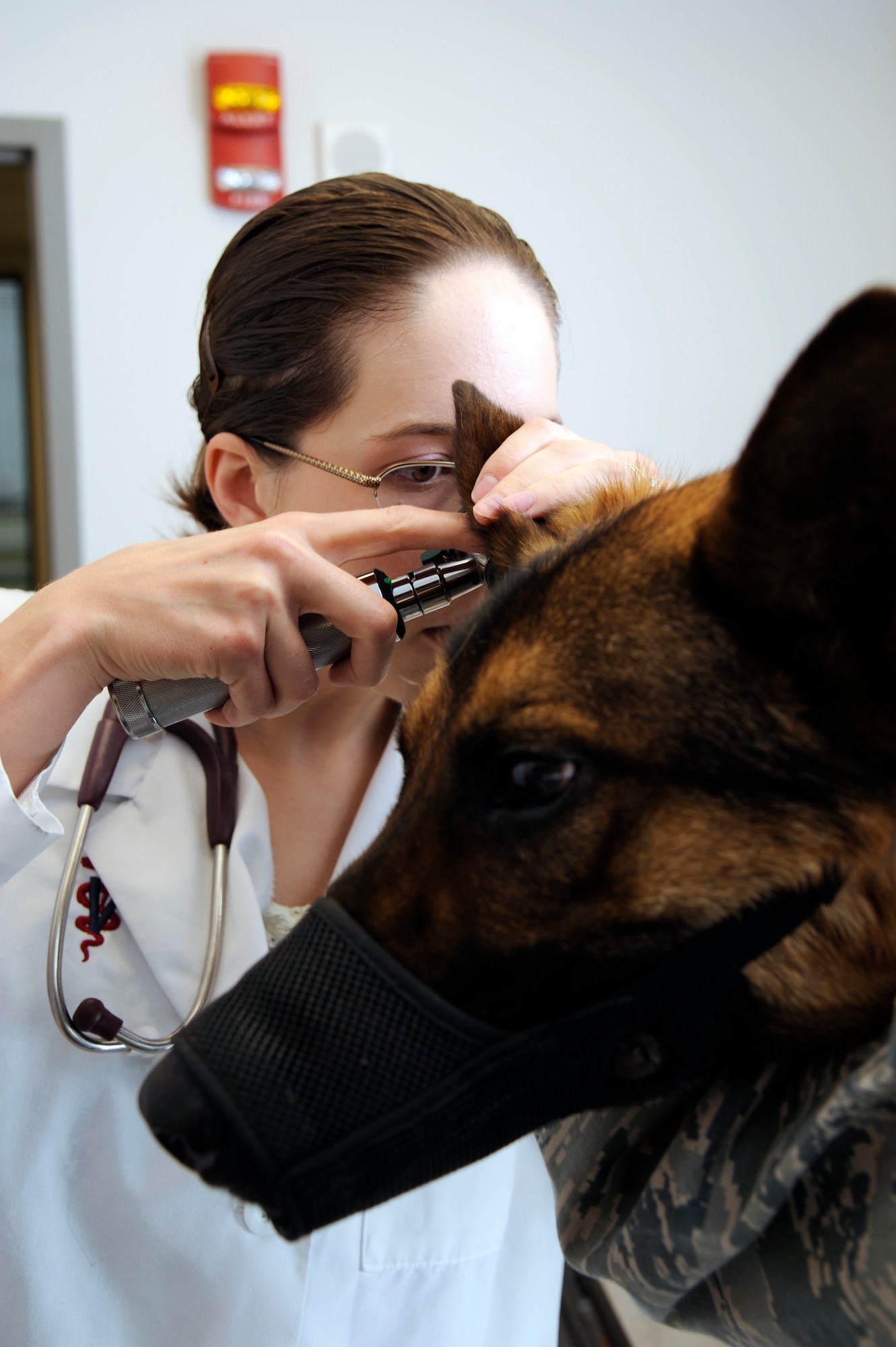 Joanne Kucker, 509th Medical Group veterinarian, checks for anything unusual such as redness or discharge inside the ears of Bak, 509th Security Forces Squadron military working dog, at the vet clinic here June 17, 2011. The new vet building being next door to the new kennel makes appointments such as this easier and more time-friendly. (U.S. Air Force photo by Airman 1st Class Cody H. Ramirez)