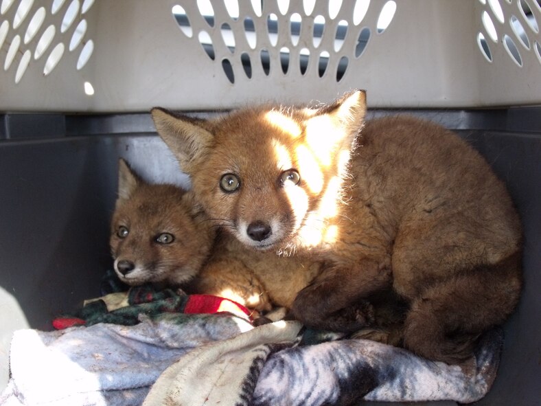 Two red foxes caught by Melody Henderson, bird/wildlife aircraft strike hazard ecologist and wildlife manager, in May 2011 at the north end of Dover Air Force Base, Del., sit in a cage before being sent to a rehabilitator on June 17, 2011. The rehabilitator will feed and raise the foxes before releasing them into woods away from Dover AFB. (Courtesy Photo/Melody Henderson)