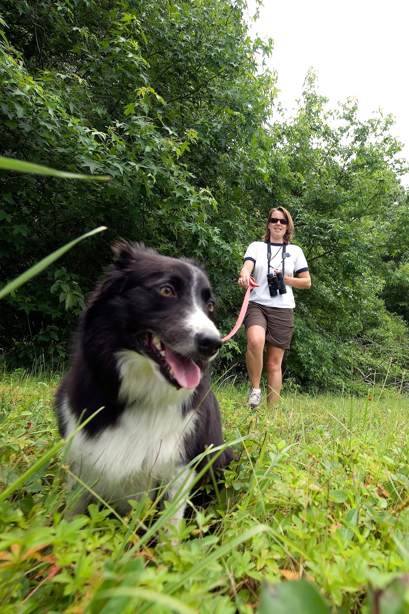 Kilo, and her handler Melody Henderson, Bird/Wildlife Aircraft Strike Hazard ecologist and wildlife manager, patrol the grounds of Dover Air Force Base, Del., June 17, 2011. Kilo and Mrs. Henderson are part of an effort by the Air Force to minimize the amount of bird strikes. (U.S. Air Force photo by Steve Kotecki)