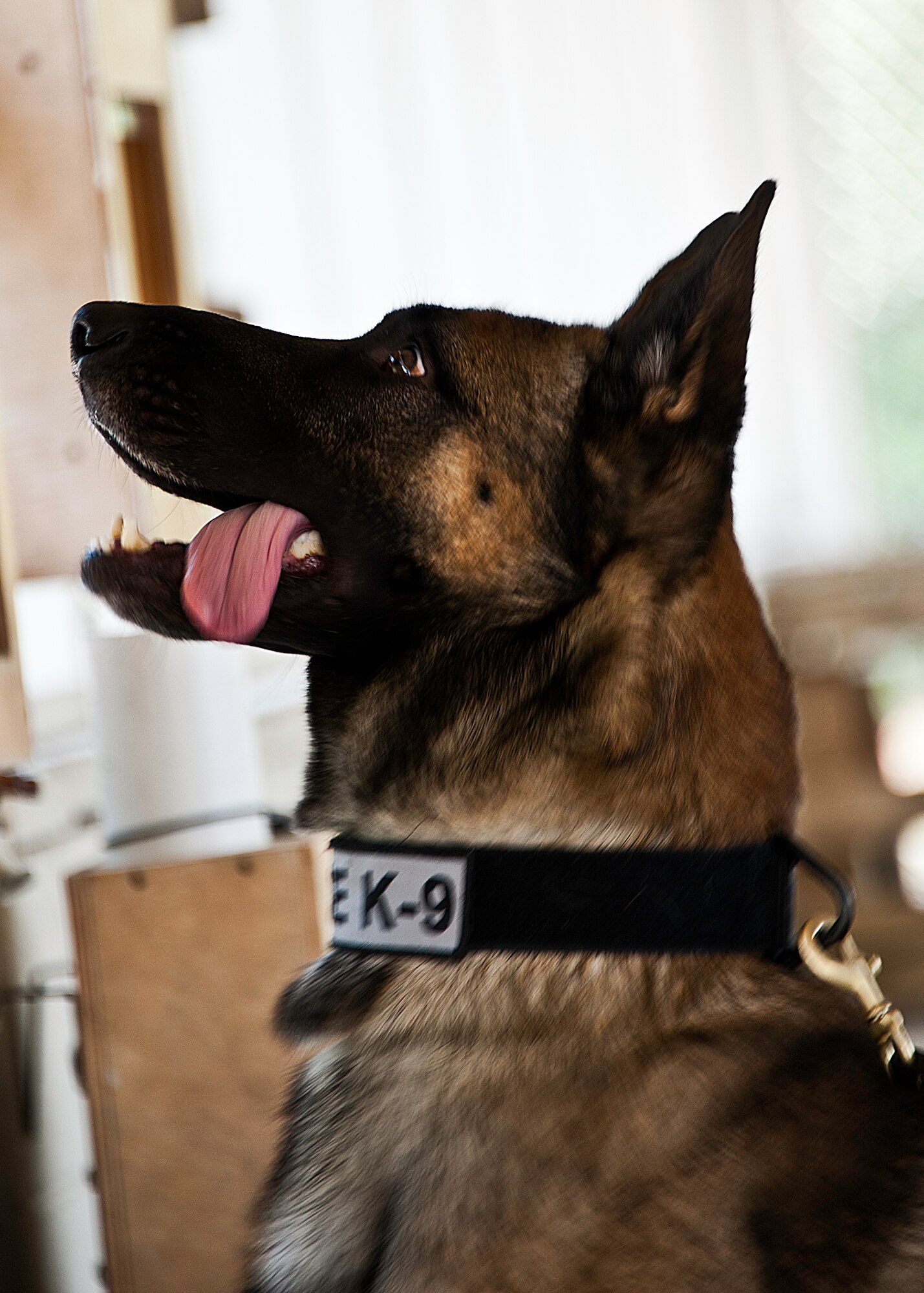Astro looks at the spot where he identified a scent during a detection scenario June 14 at Eglin Air Force Base, Fla.  Astro and his handler Officer Charles Pettis, Fort Walton Beach Police Department, are training with Eglin security forces military working dog handlers to become a certified K-9 team.  They are the second FWBPD K-9 team Eglin trainers have prepared for certification.  (U.S. Air Force photo/Samuel King Jr.)