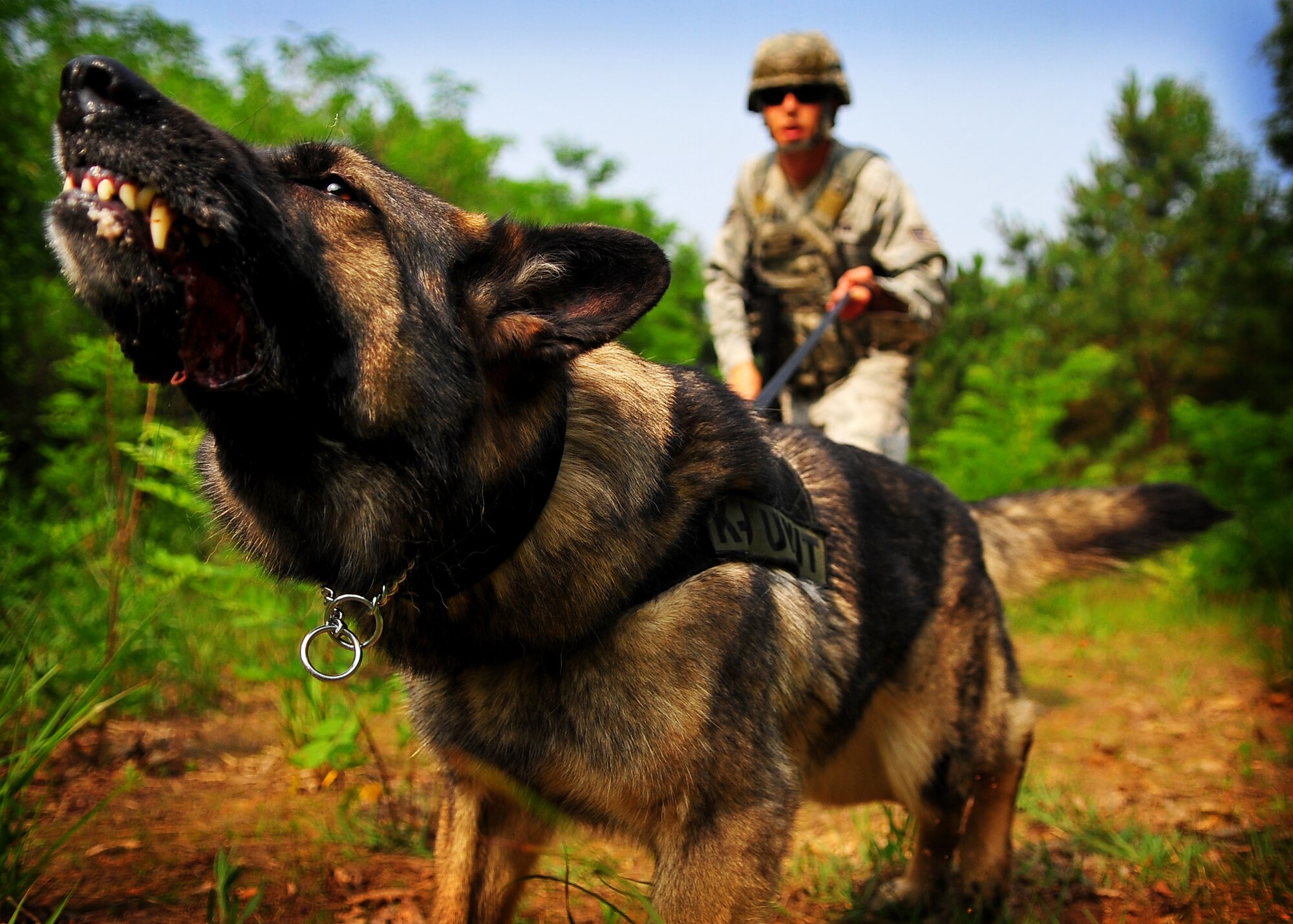 Fanta, a 51st Fighter Wing military working dog, barks at a "bad guy" at Osan Air Base June 20.  Military working dogs work closely with their handlers and perform duties that range from drug and explosive detection to patrol.  (U.S. Air Force Photo by Senior Airman Evelyn Chavez) (U.S. Air Force Photo by Senior Airman Evelyn Chavez)