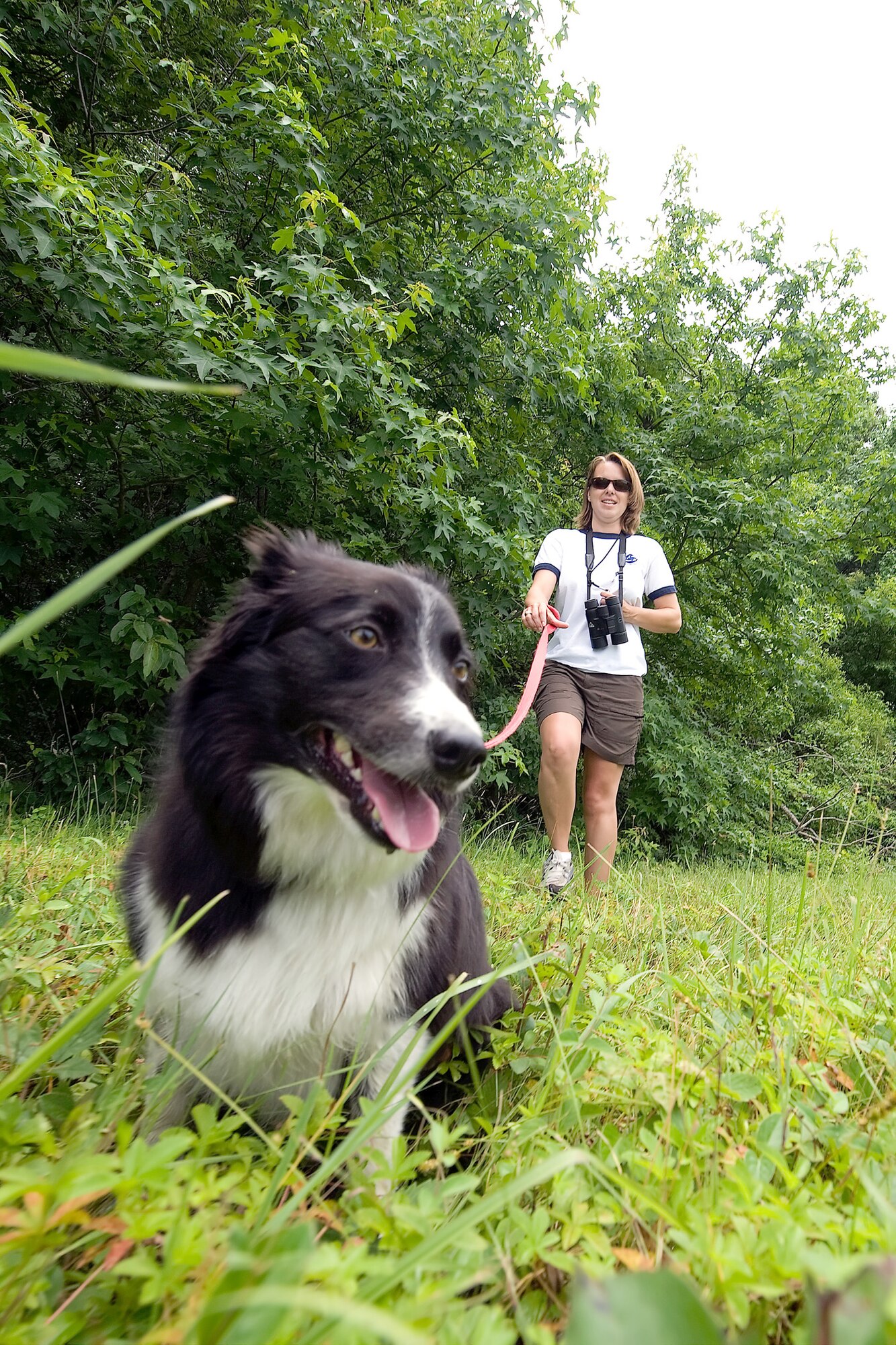 Kilo and her handler, Melody Henderson, patrol the grounds of Dover Air Force Base, Del., June 17, 2011. Mrs. Henderson is a bird/wildlife aircraft strike hazard ecologist and wildlife manager. She and Kilo are part of an effort by the Air Force to minimize bird strikes. (U.S. Air Force photo/Steve Kotecki) 