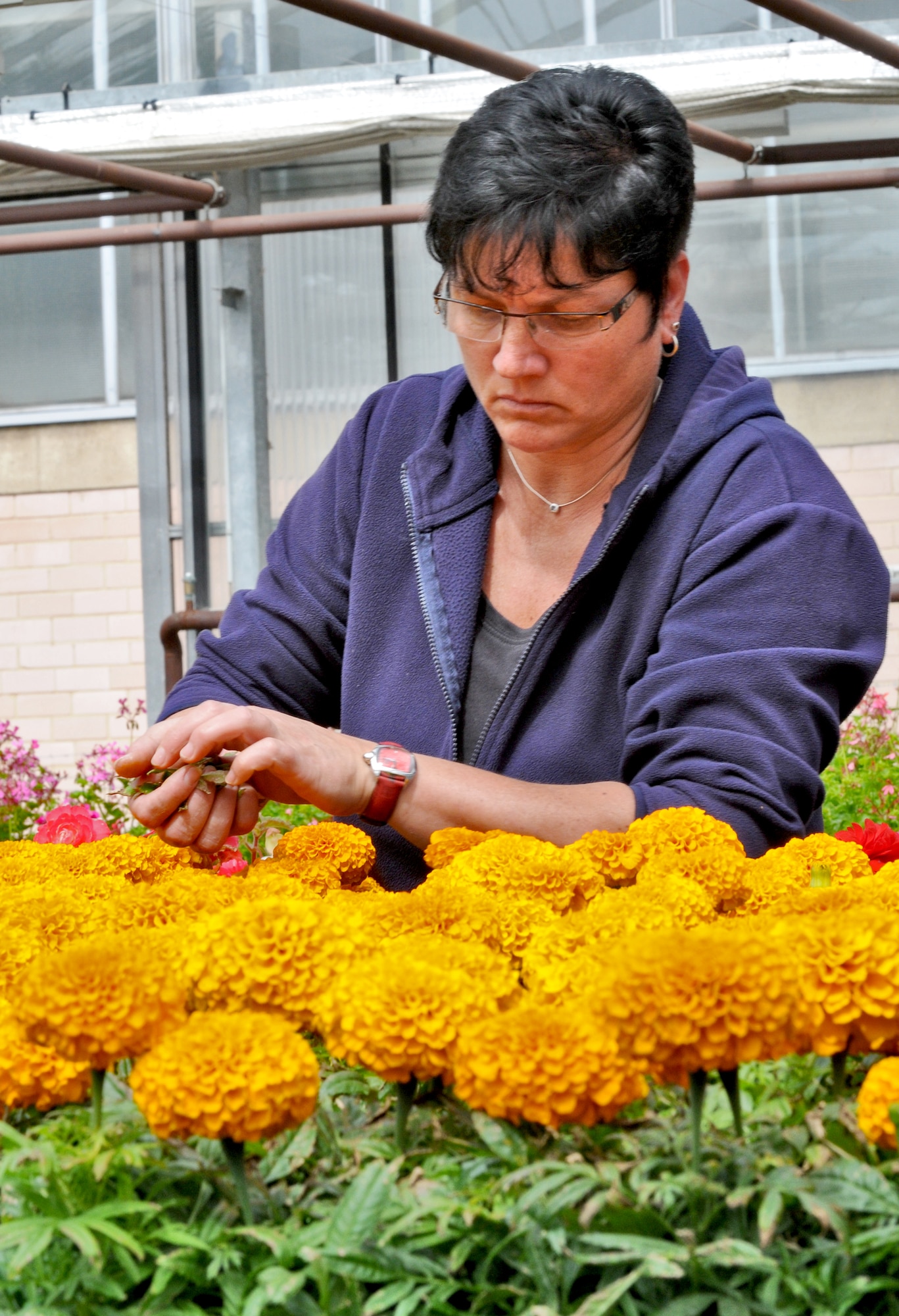 SPANGDAHLEM AIR BASE, Germany – Carmen Scharber, 52nd Civil Engineer Squadron gardener, breaks dead branches from flowers at the greenhouse Bitburg Annex June 14. By planting and growing more than 35,000 flowers a year, the 52nd CES annually saves the Air Force approximately 50,000 Euro and maintains more than 45 different species of flowers throughout the year. (U.S. Air Force photo/Senior Airman Nick Wilson)