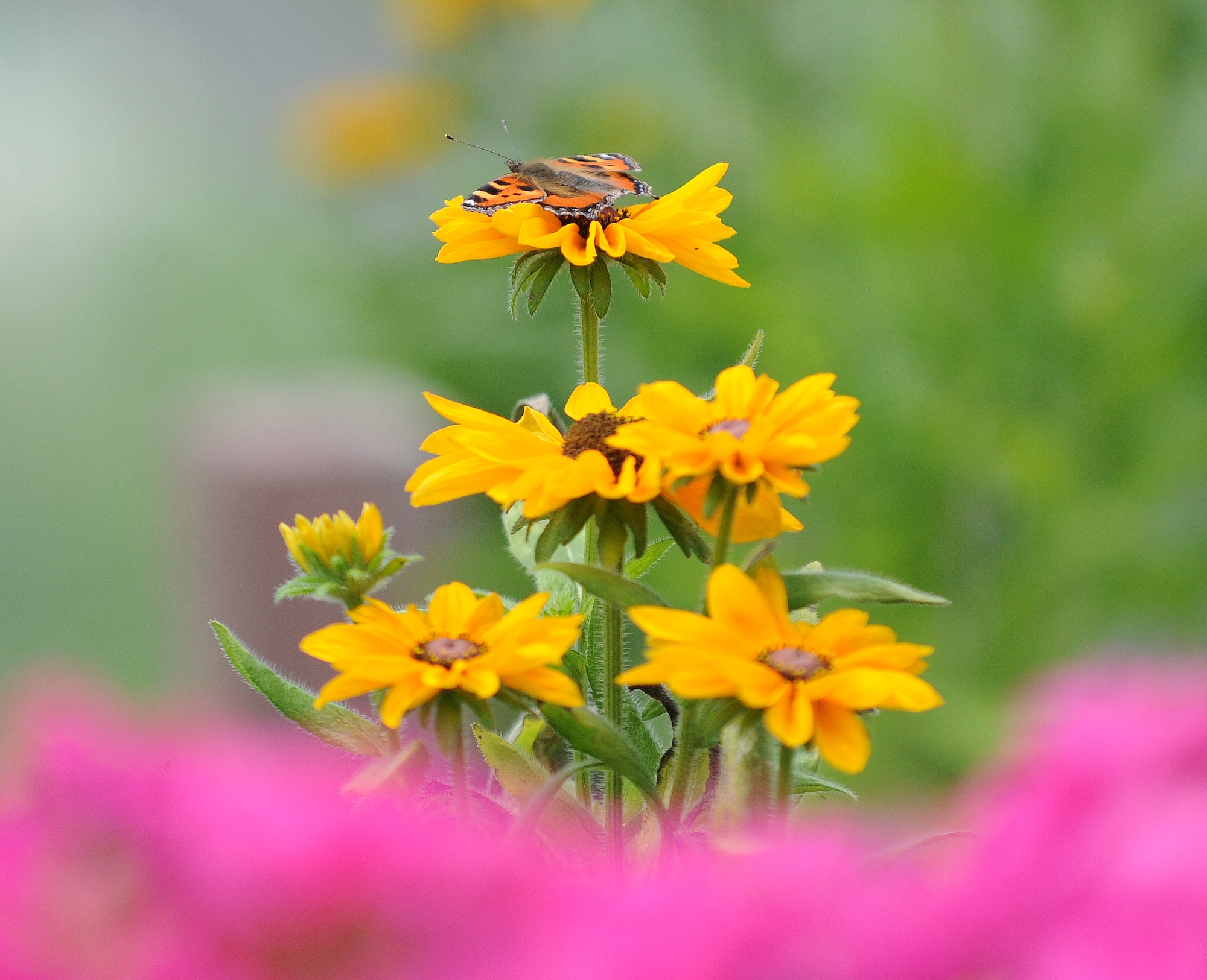 A butterfly rests on a flower June 14, 2011, at the Spangdahlem Air Base, Germany, greenhouse located on the Bitburg Annex. By planting and growing more than 35,000 flowers a year, gardeners with the 52nd Civil Engineer Squadron annually save the Air Force approximately 50,000 Euro. They maintain more than 45 different species of flowers throughout the year. (U.S. Air Force photo/Senior Airman Nick Wilson) 