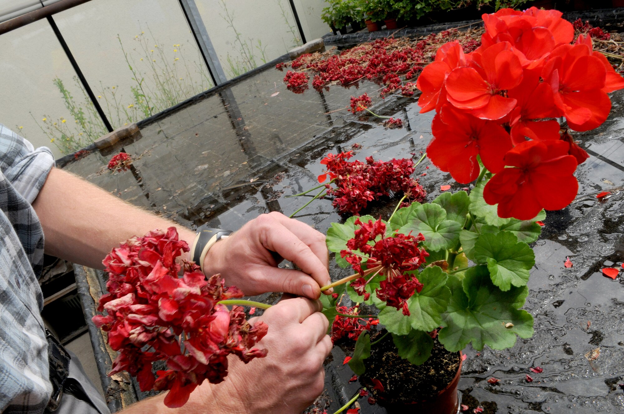 Gardener Christian Mueller tends to flowers at the Spangdahlem Air Base, Germany, greenhouse located on the Bitburg Annex. By planting and growing more than 35,000 flowers a year, gardeners with the 52nd Civil Engineer Squadron annually save the Air Force approximately 50,000 Euro. They maintain more than 45 different species of flowers throughout the year. (U.S. Air Force photo/Senior Airman Nick Wilson)