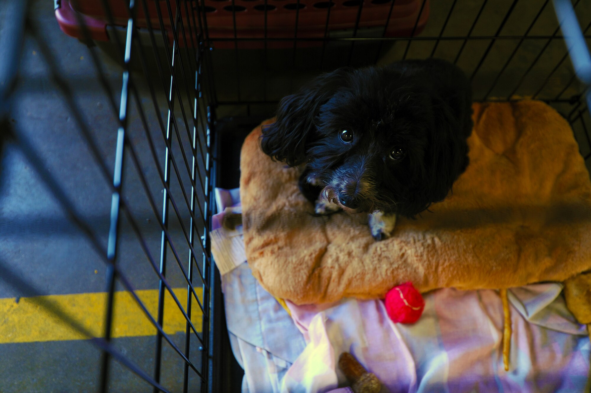 MINOT AFB, N.D. -- Krickett, a Havanese puppy, awaits a visit from her owners here June 27, 2011. MAFB provides a temporary pet shelter for pets of displaced personnel. The facility is open 24 hours a day and animals will be monitored for safety and security. (U.S. Air Force photo by Staff Sgt. Sharida Jackson)