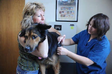 JoAnn Gleisner, Randolph Veterinarian Clinic customer, holds her dog, Guido, as Nichole Leighton, Randolph Veterinarian technician, gives him a shot June 9. (U.S. Air Force photo/Airman Alexis Siekert) (released)
